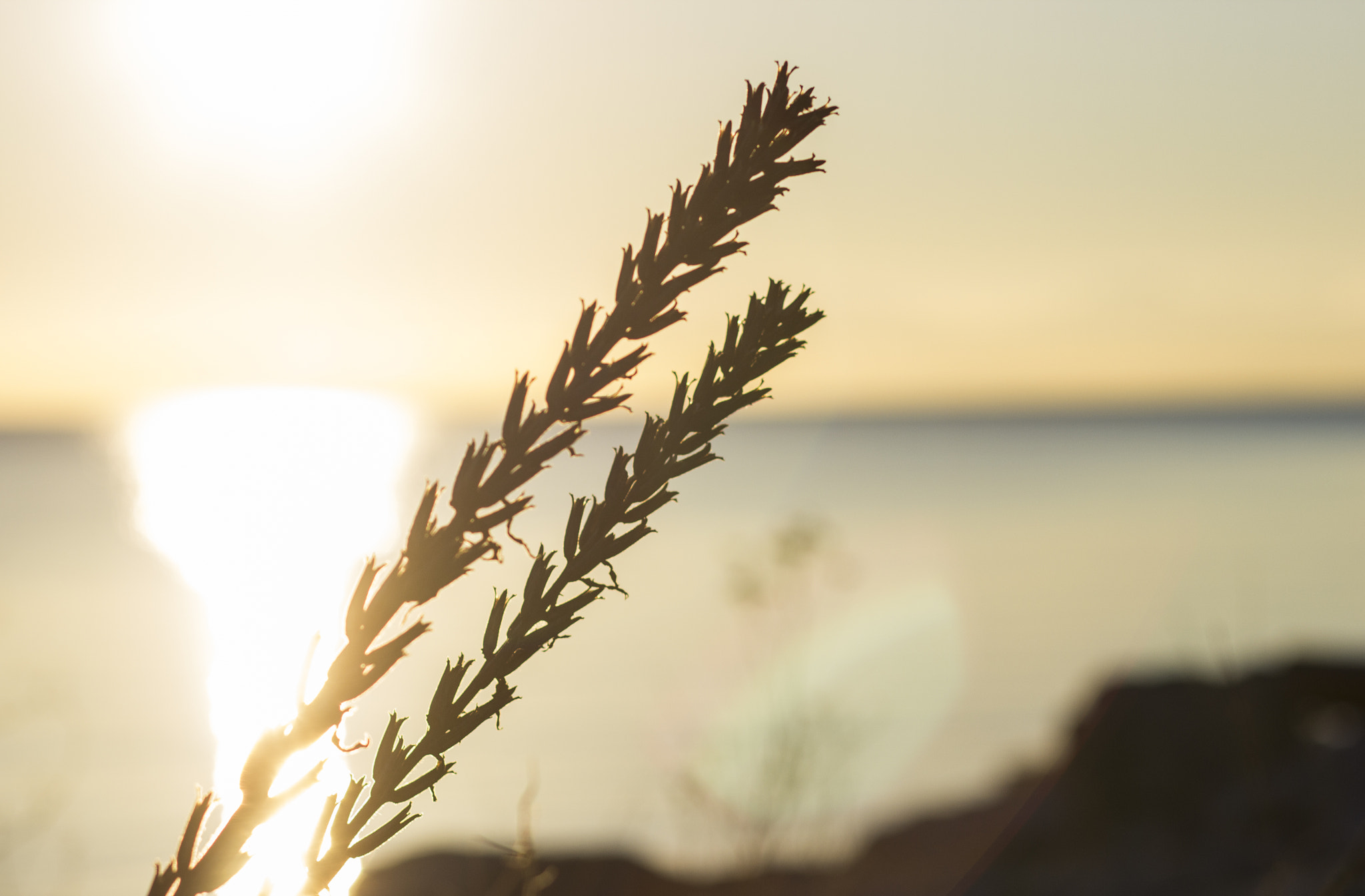 Canon EF 85mm F1.8 USM sample photo. Stillness photography