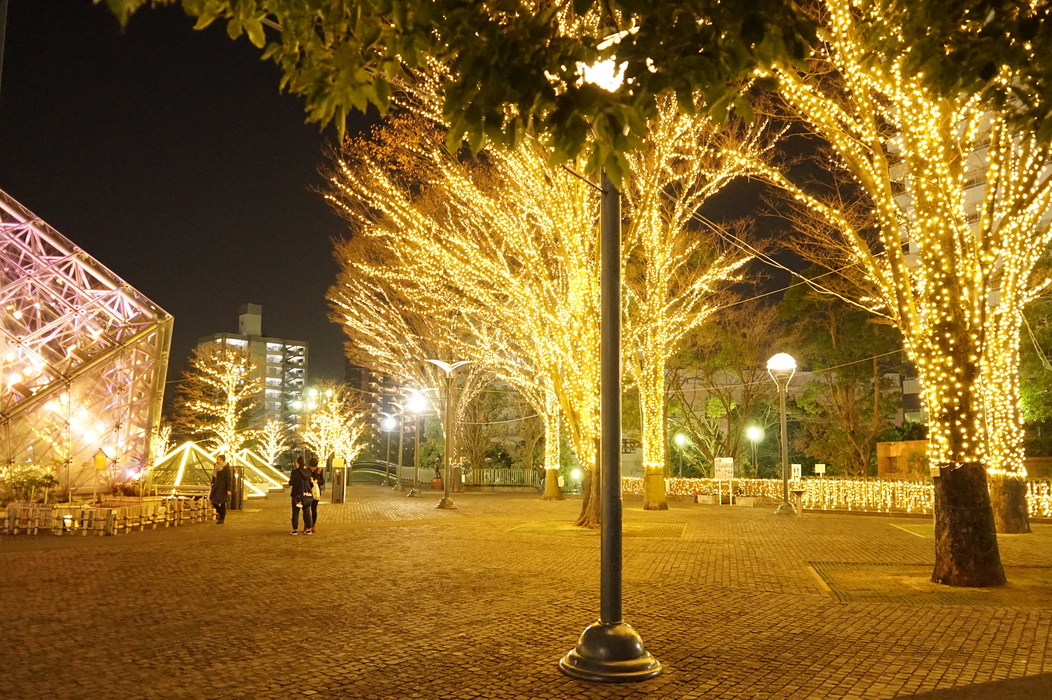 Sony Alpha a5000 (ILCE 5000) + Sigma 19mm F2.8 EX DN sample photo. Tree lighting at kawaguchi #2 photography
