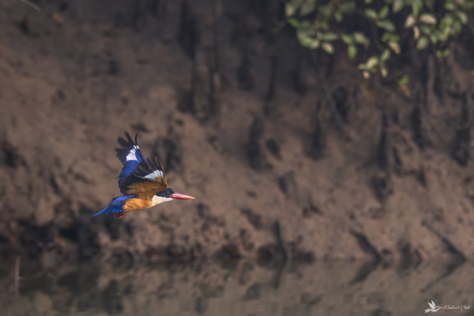 Nikon AF-S Nikkor 400mm F2.8E FL ED VR sample photo. Black-capped kingfisher photography