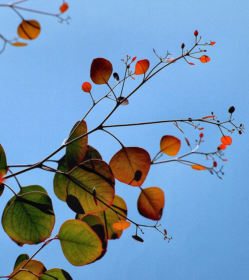 Olympus Zuiko Digital ED 70-300mm F4.0-5.6 sample photo. Calder leaves photography