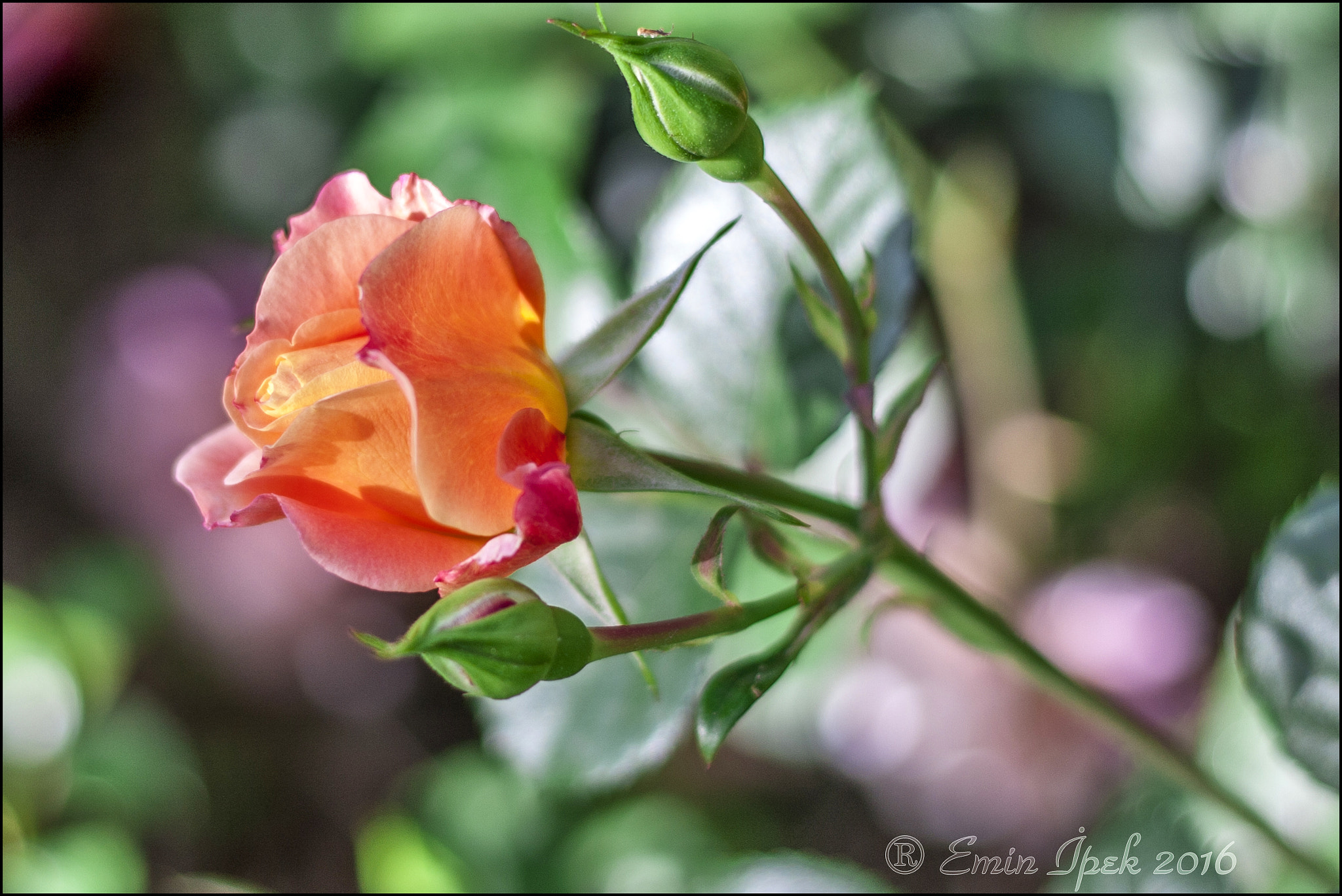 Canon EOS 40D + Canon EF 50mm F1.8 STM sample photo. Rose photography