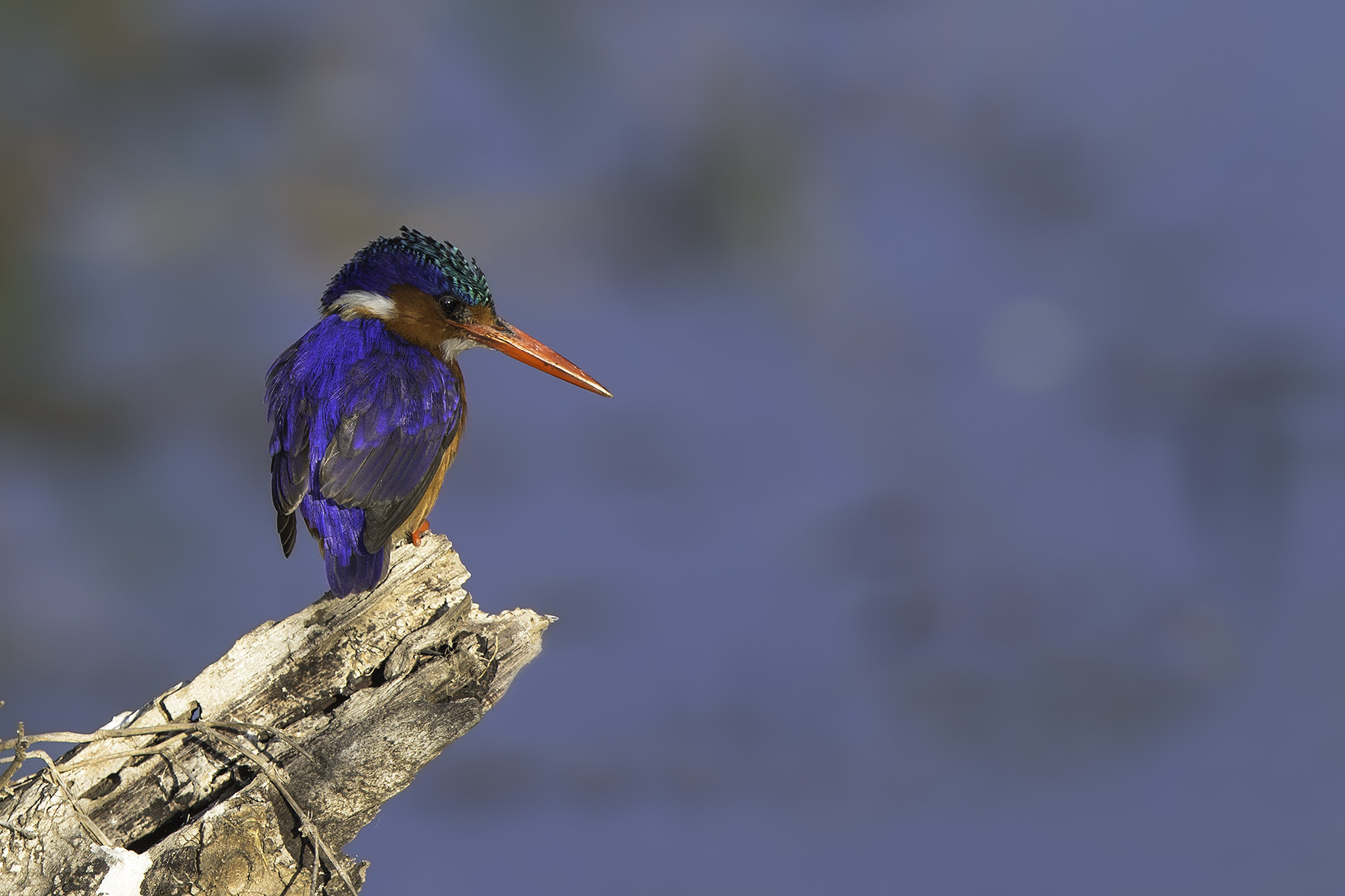 Canon EF 600mm F4L IS II USM sample photo. Malachite kingfisher photography