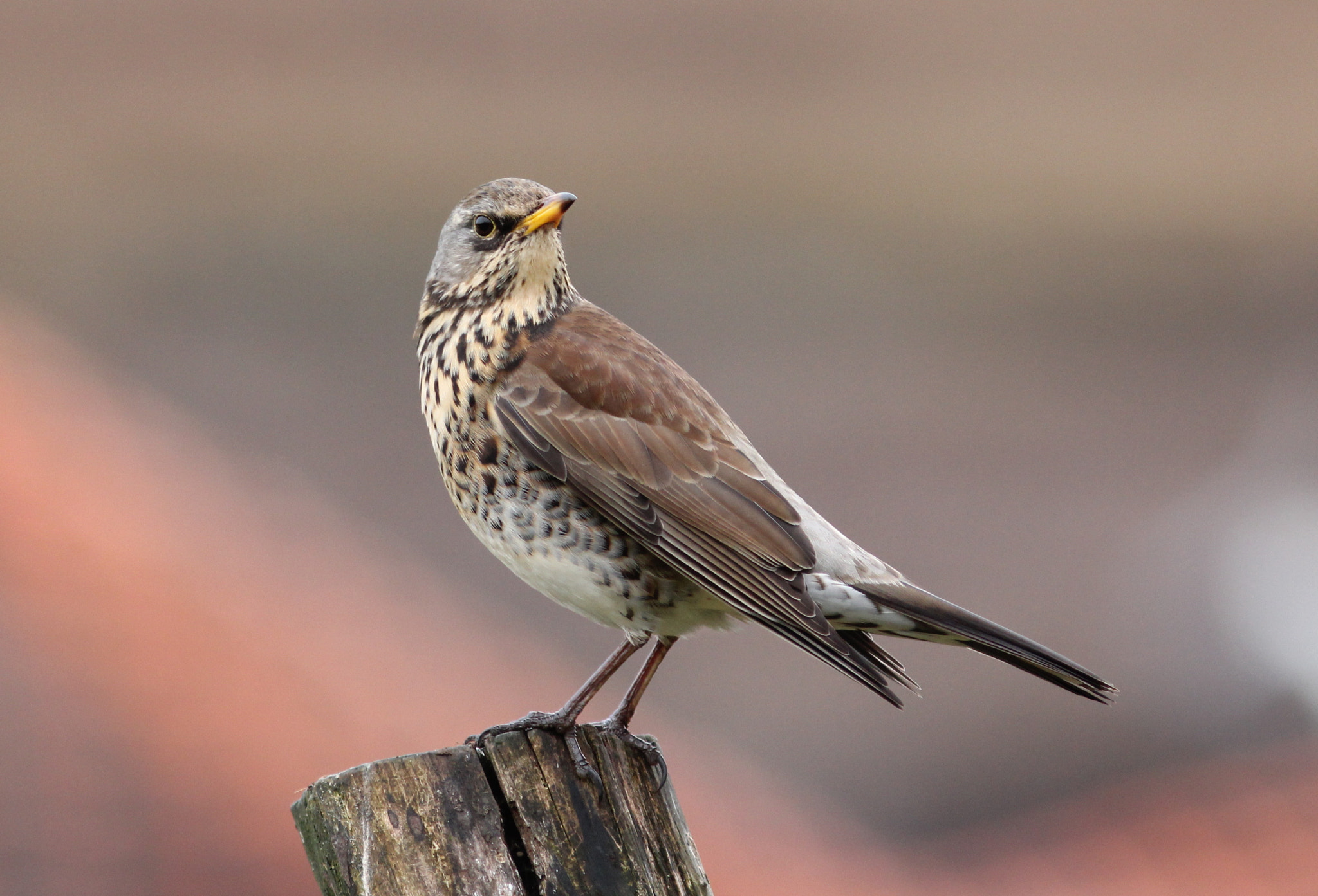 Canon EOS 60D + Canon EF 300mm F4L IS USM sample photo. Perching fieldfare photography