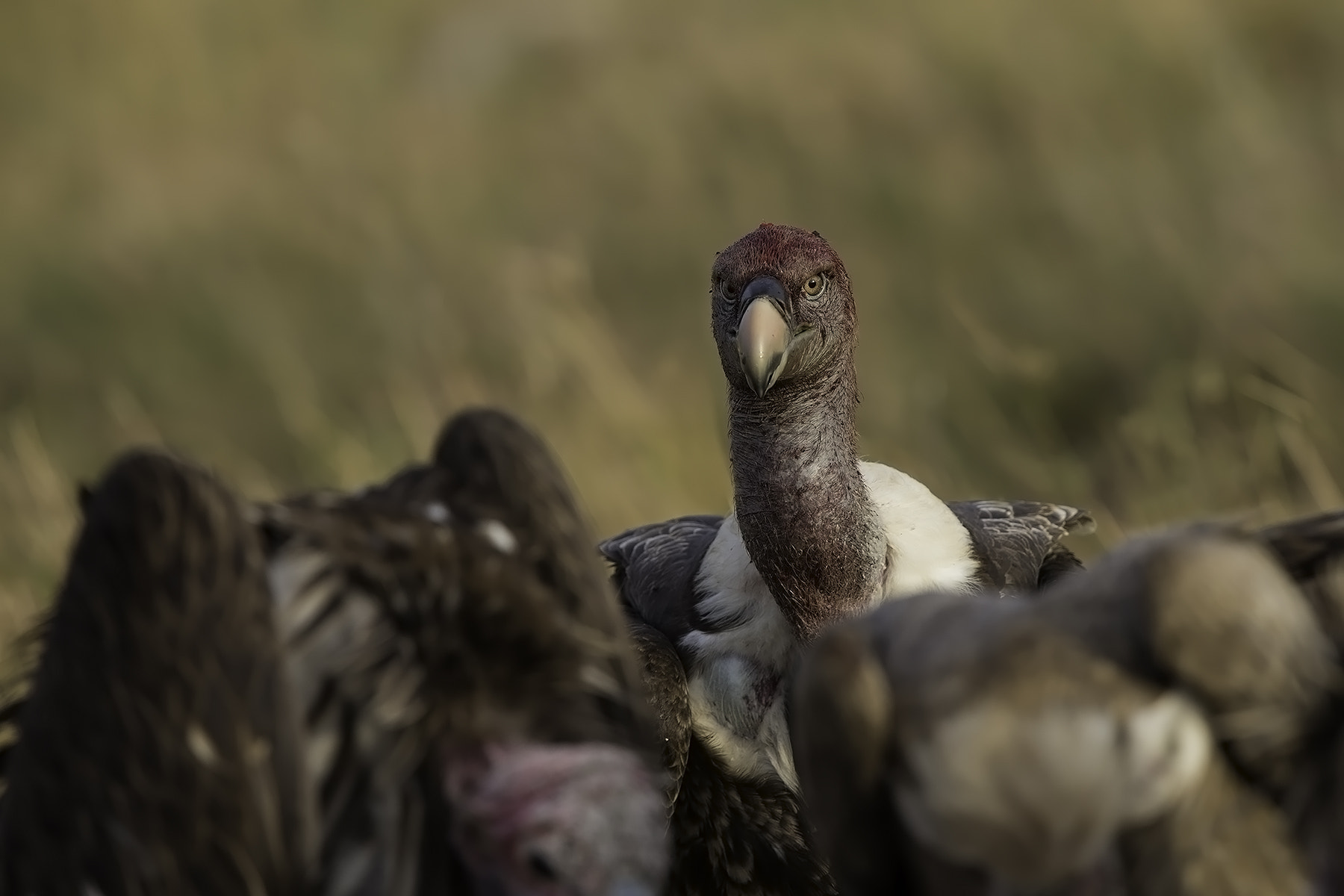 Canon EF 600mm F4L IS II USM sample photo. Vulture stare photography