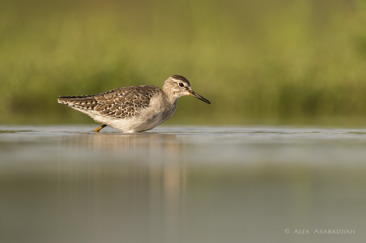 Nikon AF-S Nikkor 800mm F5.6E FL ED VR sample photo. In a warm winter lake photography