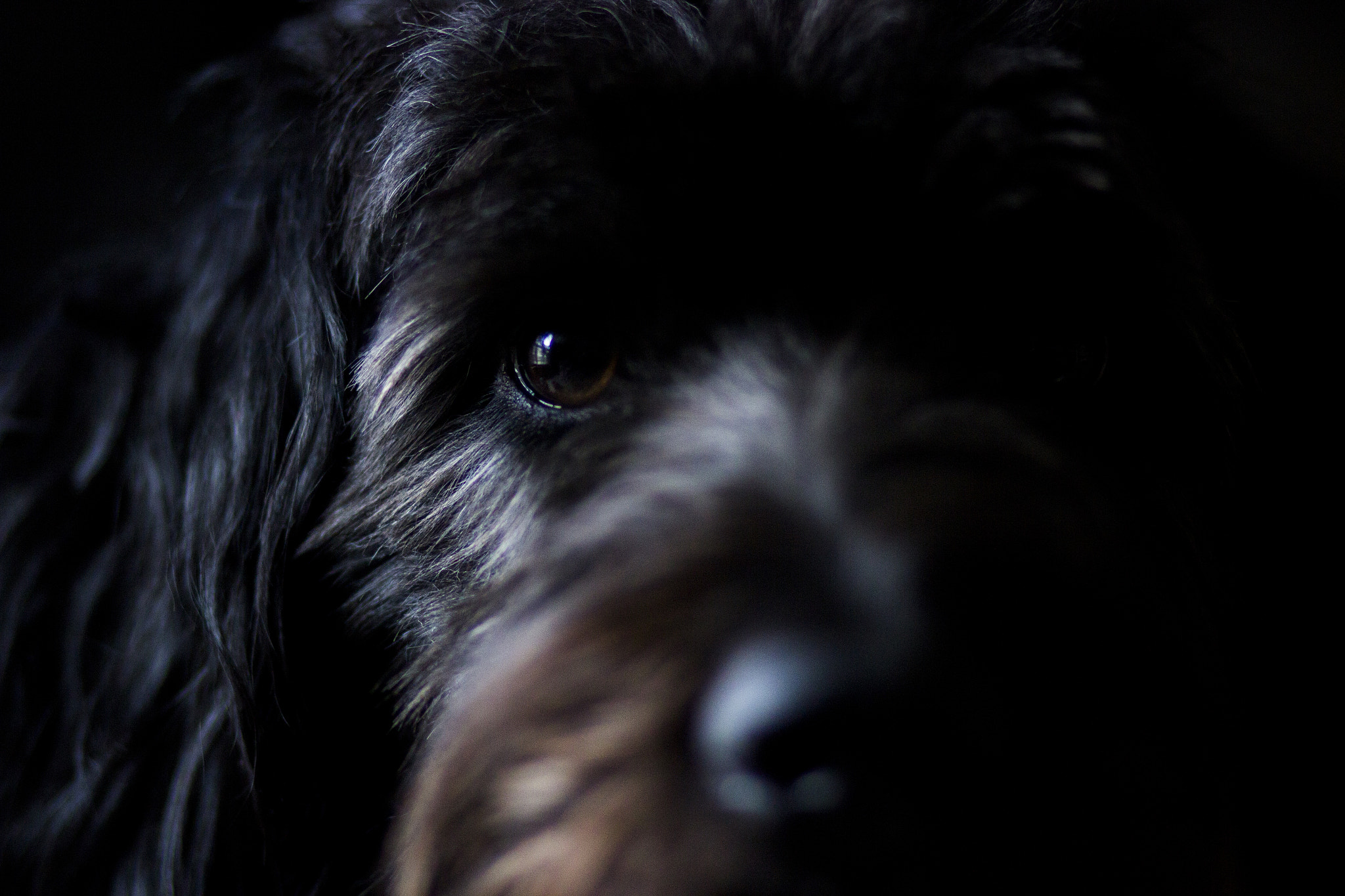Canon EF 85mm F1.8 USM sample photo. Stare down photography