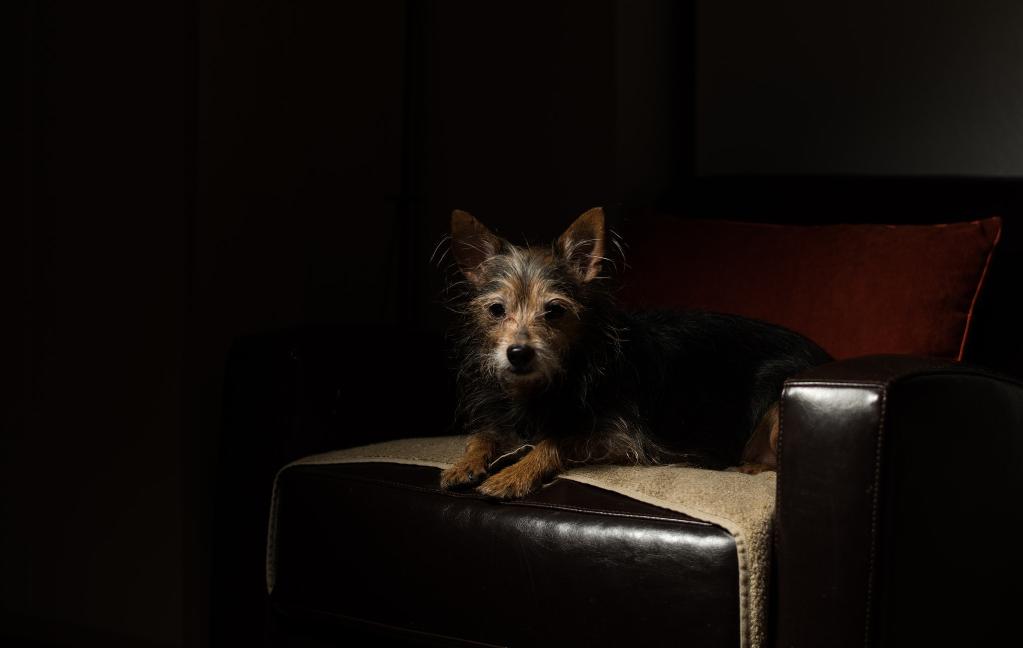 Nikon D810 + Nikon AF-S Nikkor 58mm F1.4G sample photo. The deaner photography
