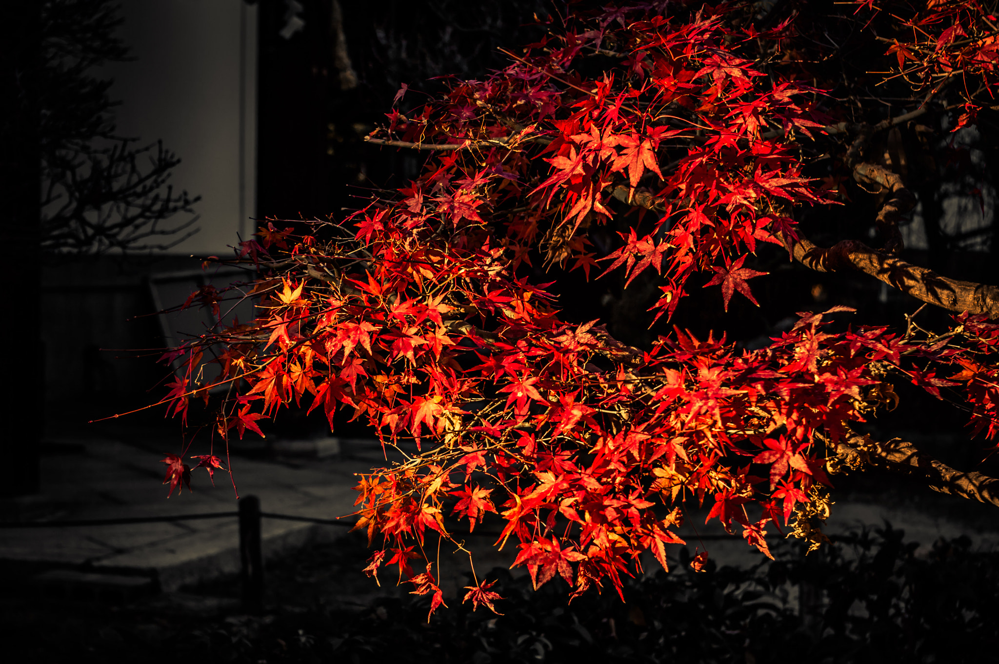 Pentax K20D sample photo. Autumn leaves photography