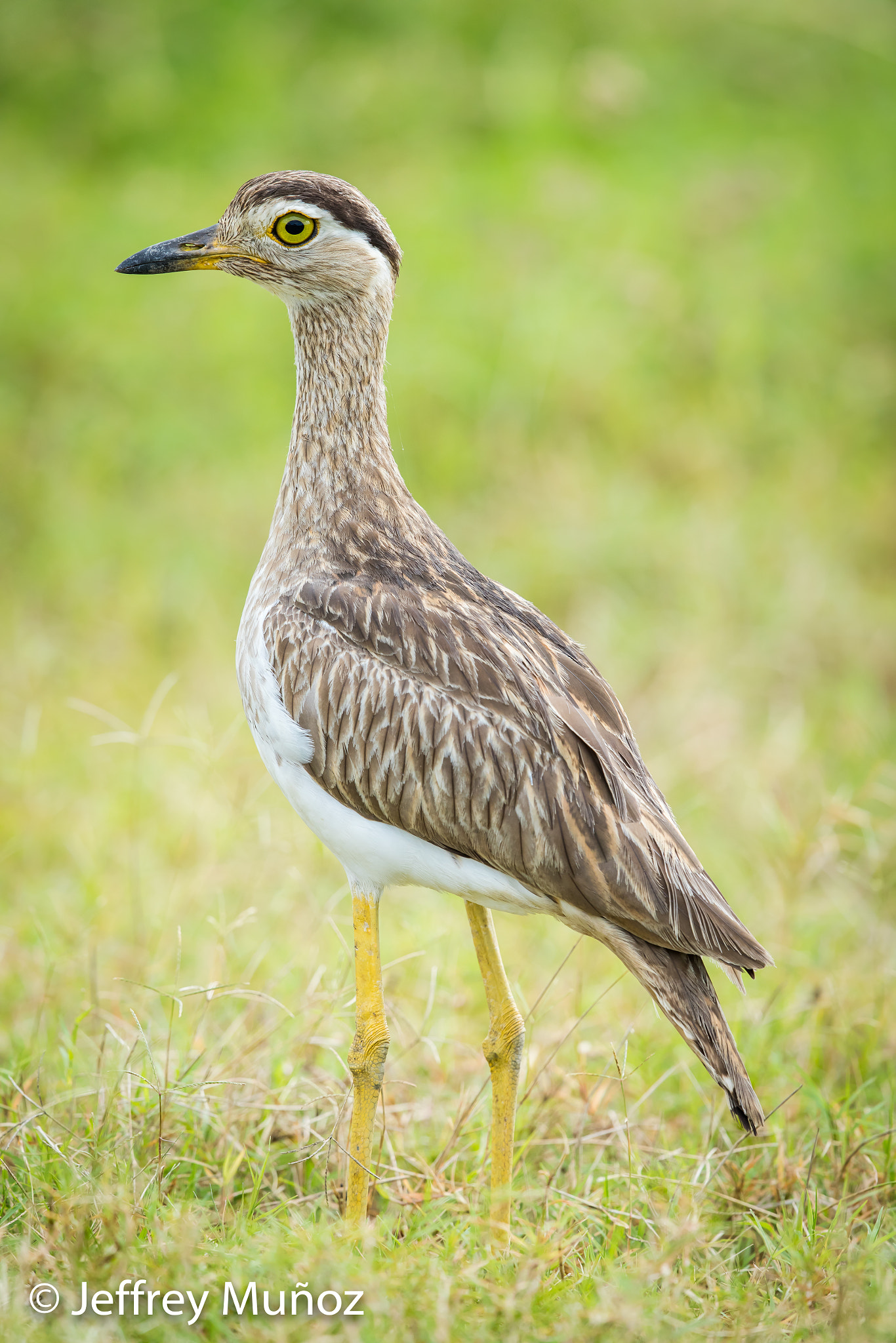 Canon EOS 5D Mark IV + Canon EF 500mm F4L IS II USM sample photo. Double-stripped thick-knees photography