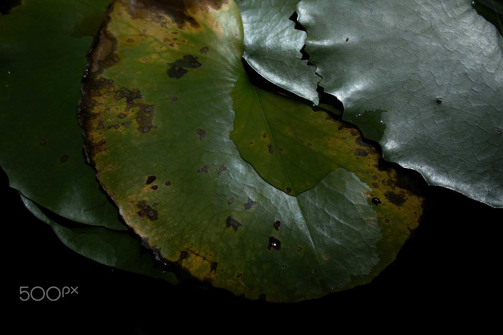 Sigma DP2x sample photo. Hydrophyte photography