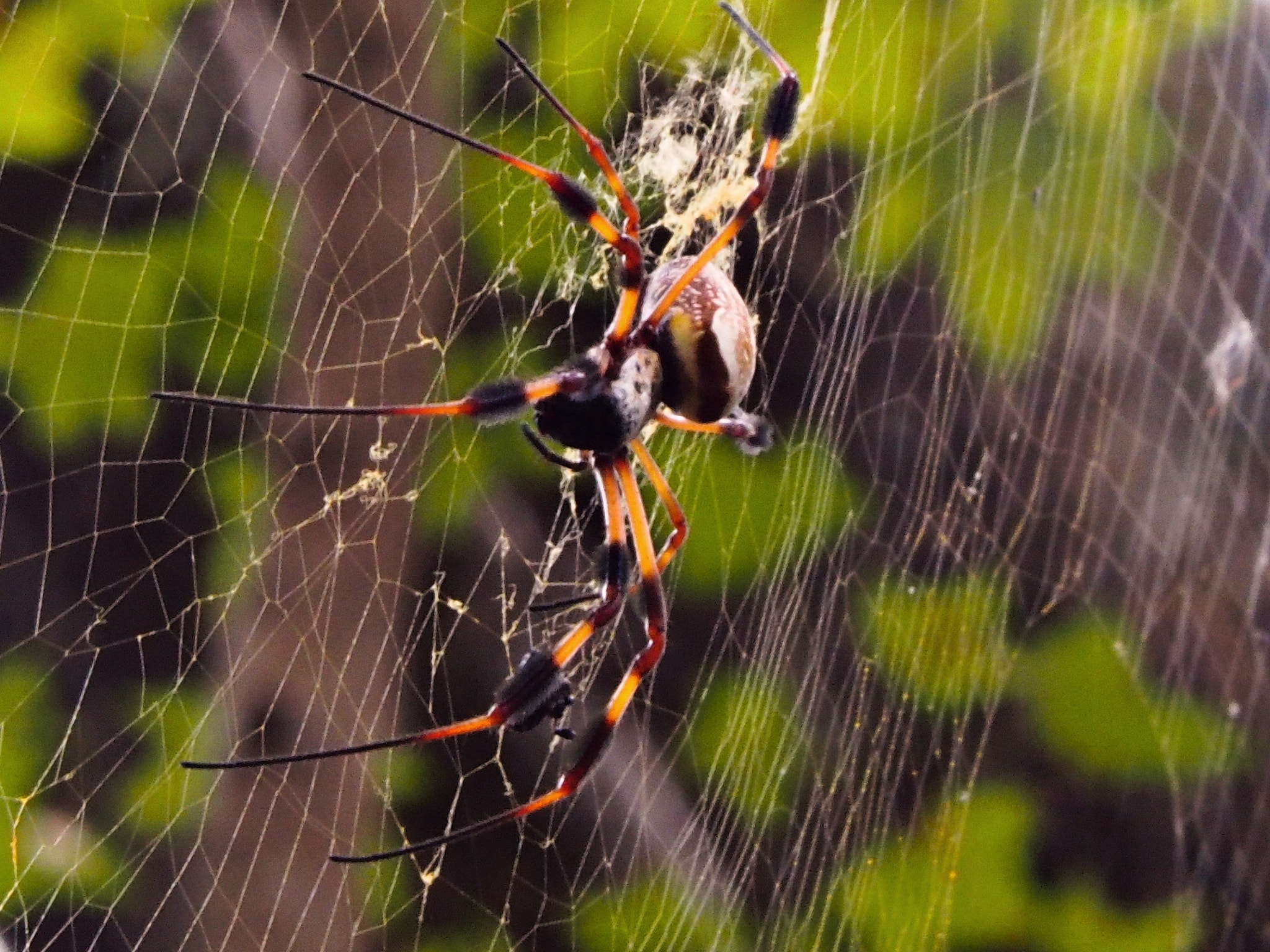 Olympus OM-D E-M5 II sample photo. Weaving a tangled web at paynes prairie photography