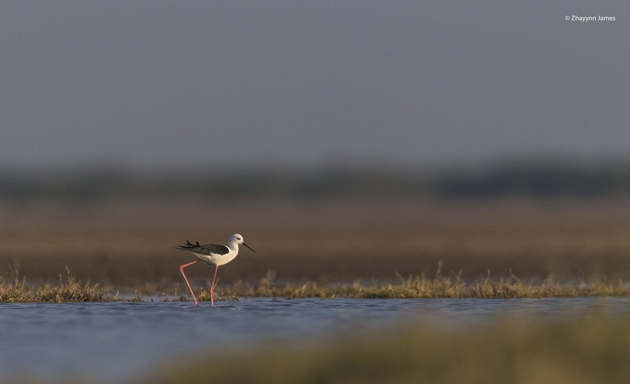 Nikon D5 + Nikon AF-S Nikkor 500mm F4G ED VR sample photo. Walking on stilts.jpg photography