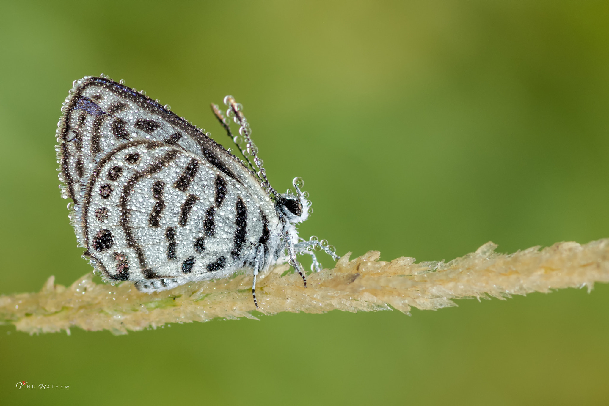 Nikon D7200 + Tokina AT-X Pro 100mm F2.8 Macro sample photo. Balkan blue photography