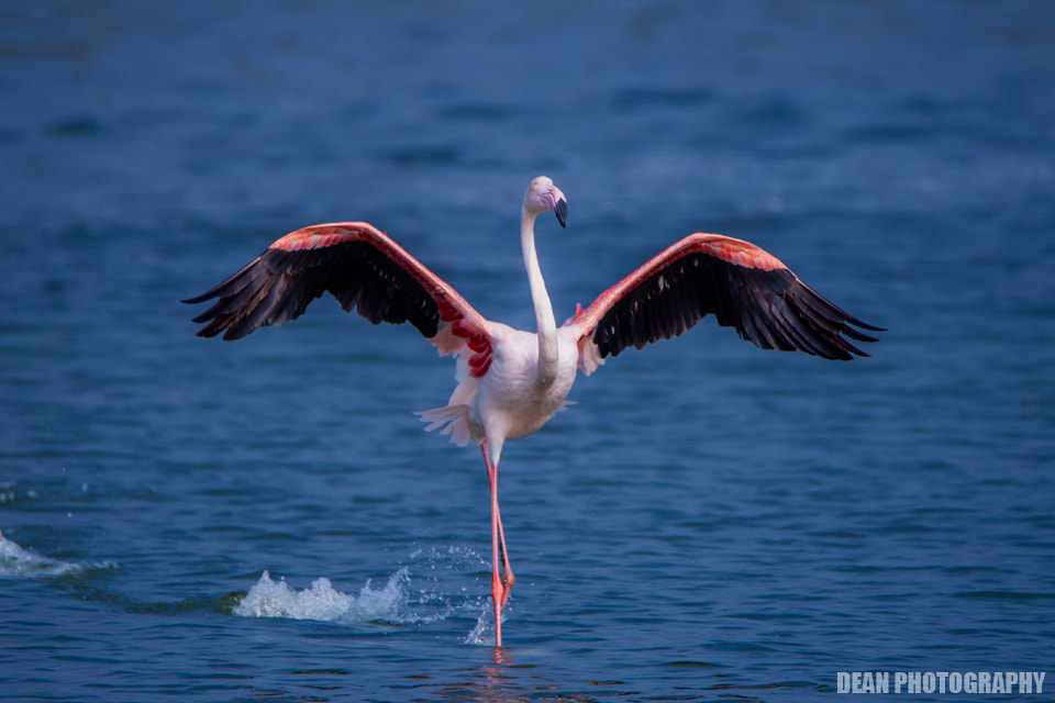 Canon EOS-1D Mark IV sample photo. Dancer photography