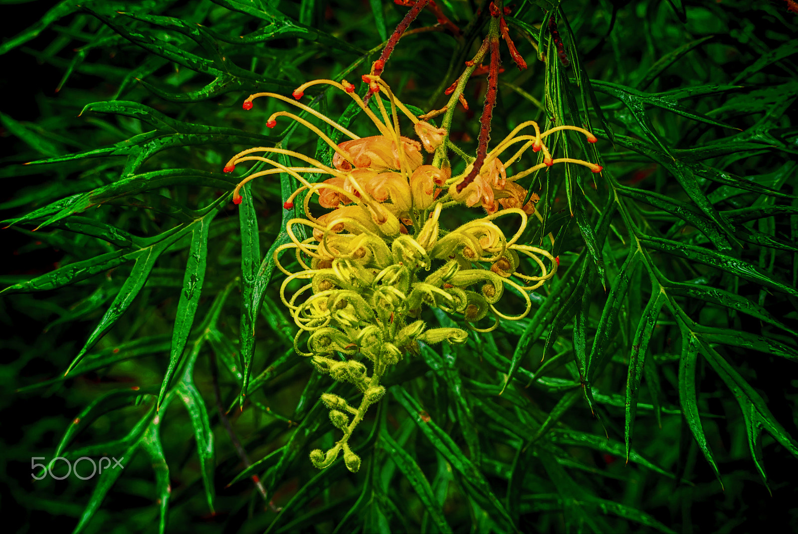 Olympus OM-D E-M5 sample photo. Grevillea photography