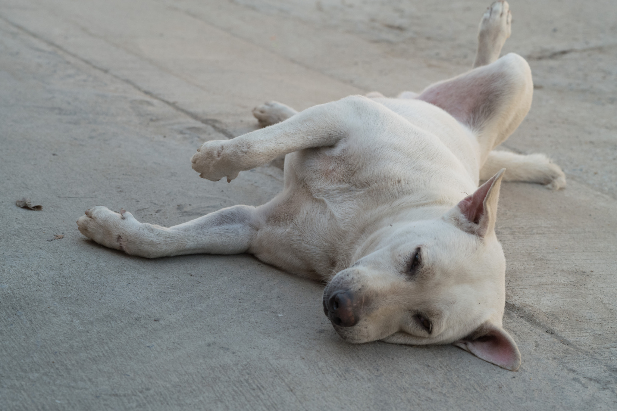 Leica APO-Summicron-M 90mm F2 ASPH sample photo. White dog photography