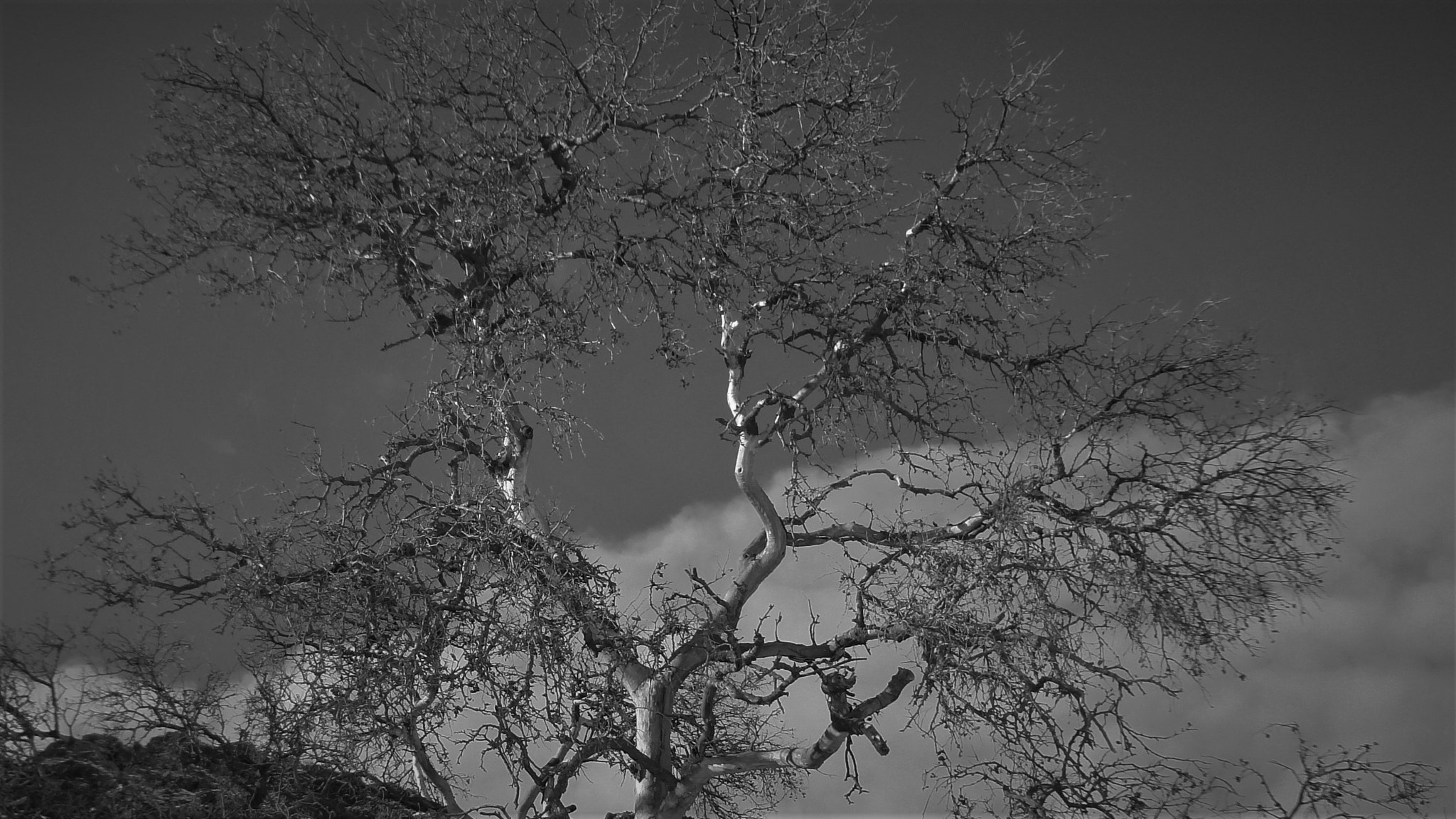 Sony DSC-WX5 sample photo. Canyon tree against sky photography