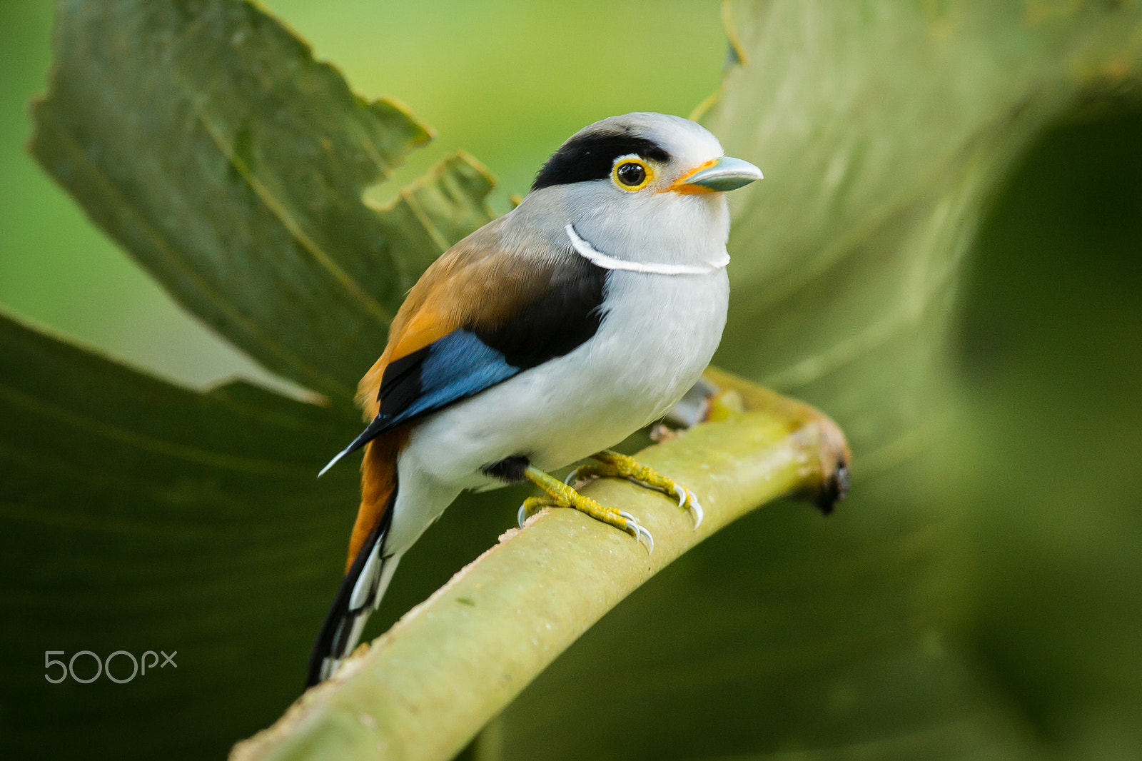 Canon EF 600mm f/4L IS sample photo. Little highland forest gem photography
