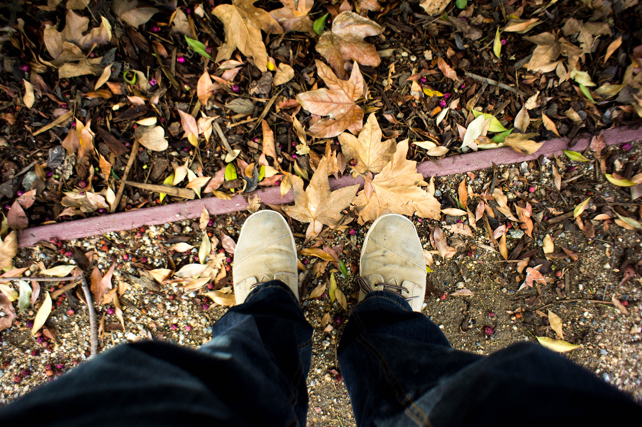 Sony Alpha NEX-5 sample photo. Stepping into winter photography