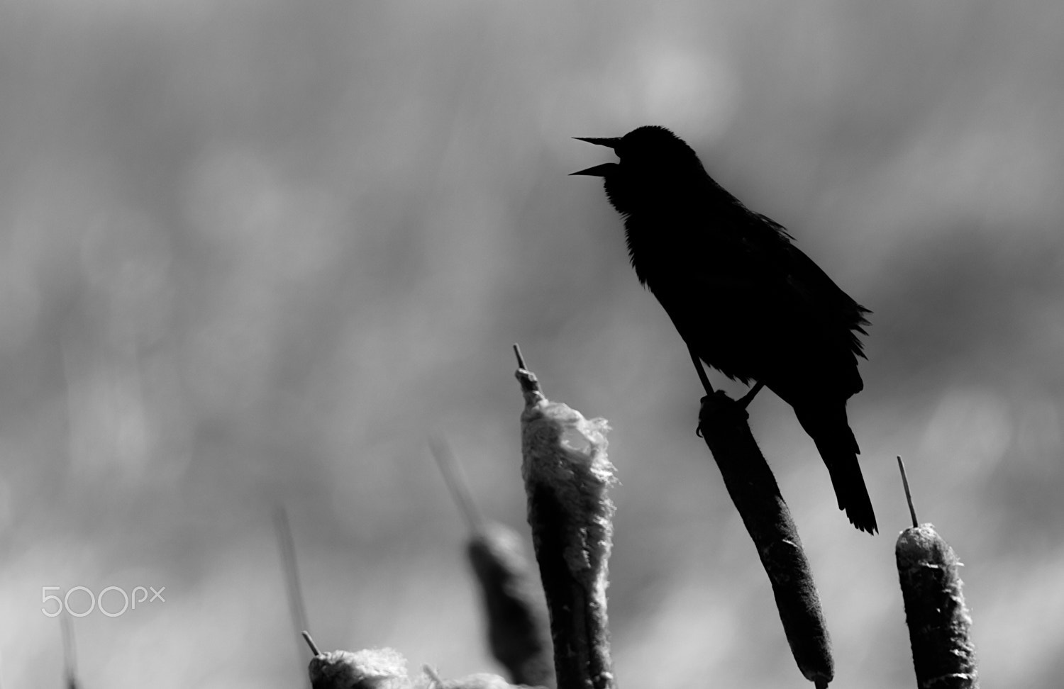 Canon EOS 5D Mark II sample photo. Singing red winged blackbird in silouette photography