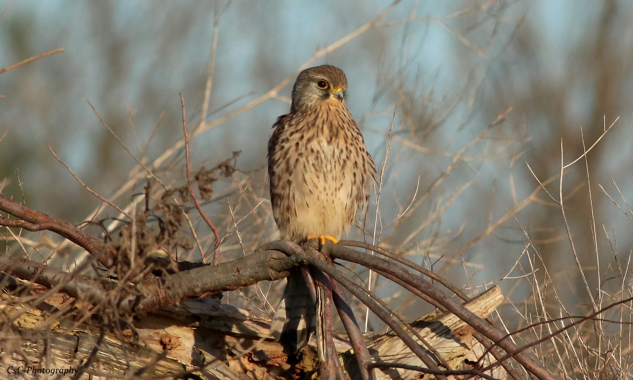 Canon EOS 760D (EOS Rebel T6s / EOS 8000D) + Canon EF 400mm F5.6L USM sample photo. Perched kestrel photography