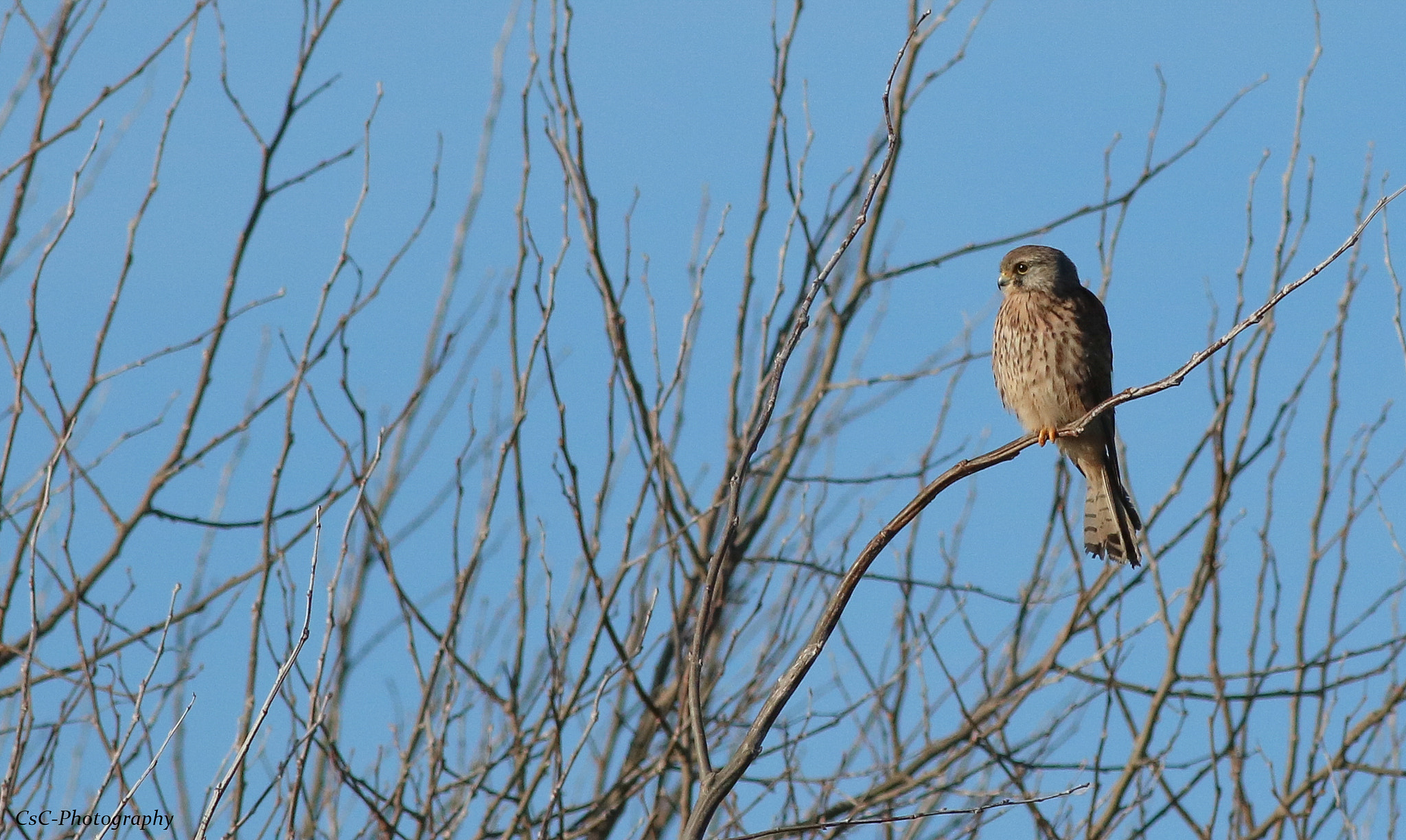 Canon EF 400mm F5.6L USM sample photo. Perched kestrel photography
