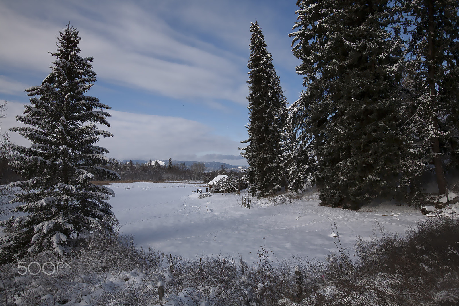 Canon EF 16-35mm F2.8L USM sample photo. In to the wood photography