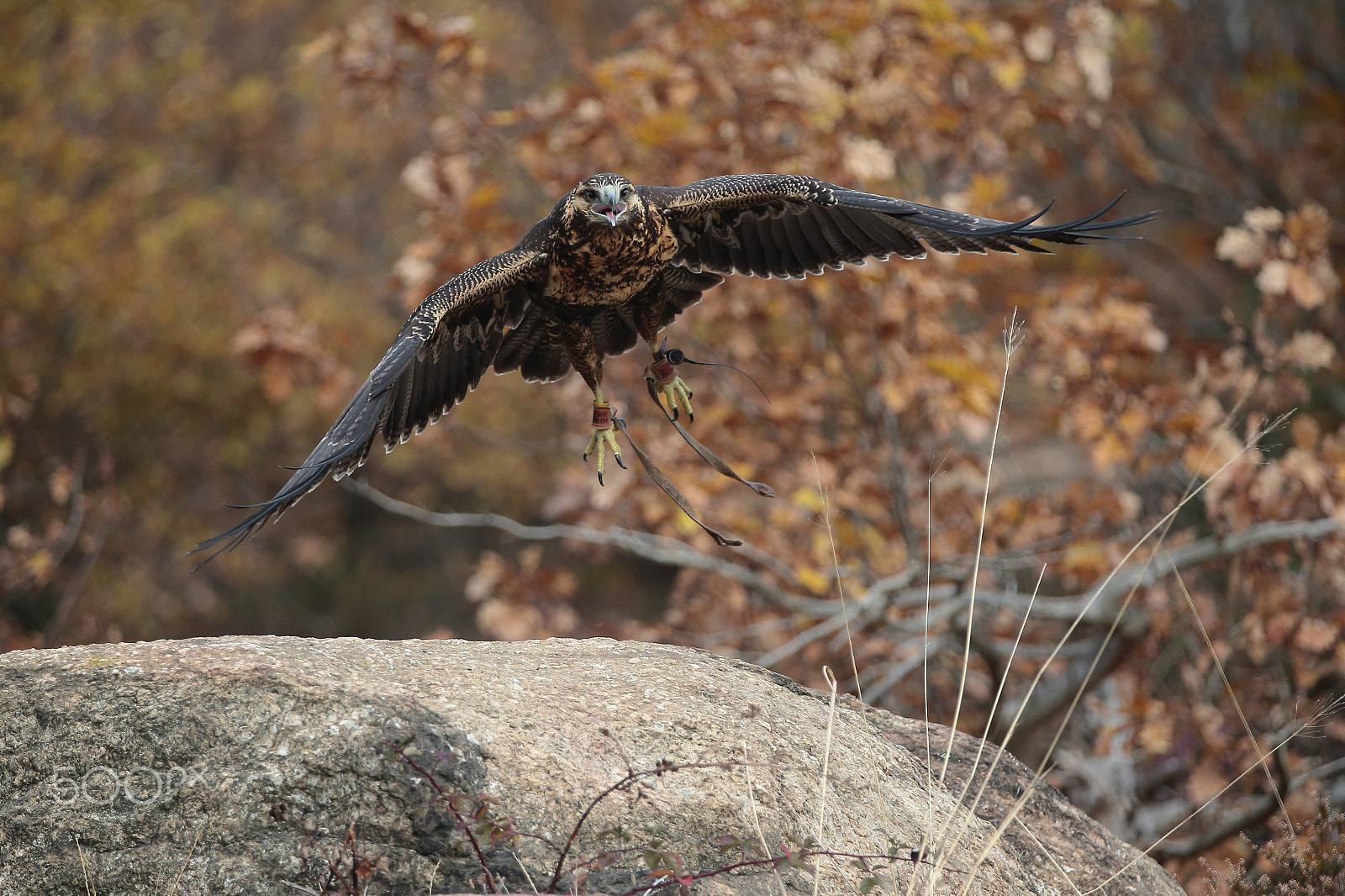 Canon EOS-1D X sample photo. Eagle photography