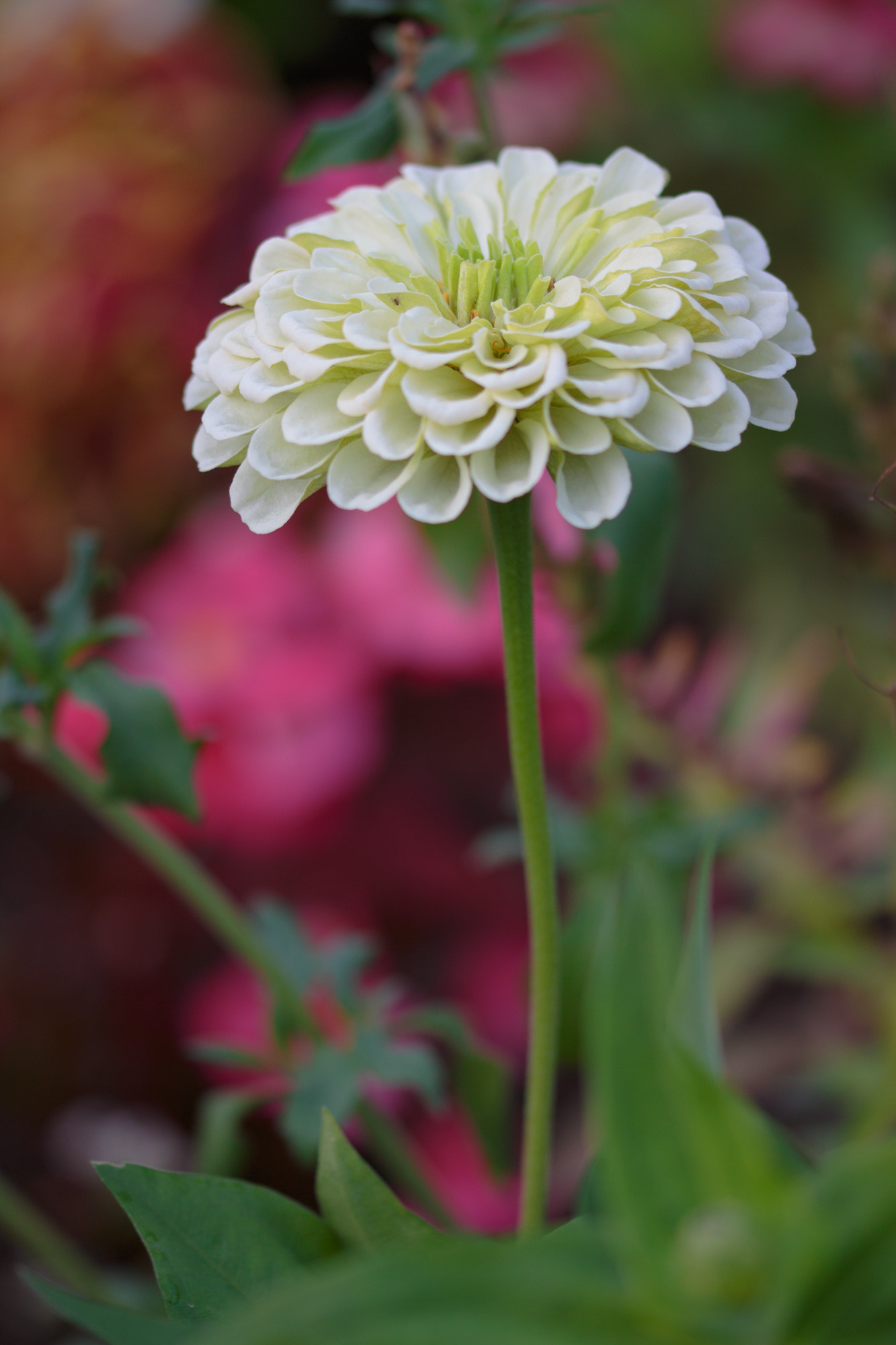 Canon EOS 700D (EOS Rebel T5i / EOS Kiss X7i) + Sigma 105mm F2.8 EX DG OS HSM sample photo. Nature  photography