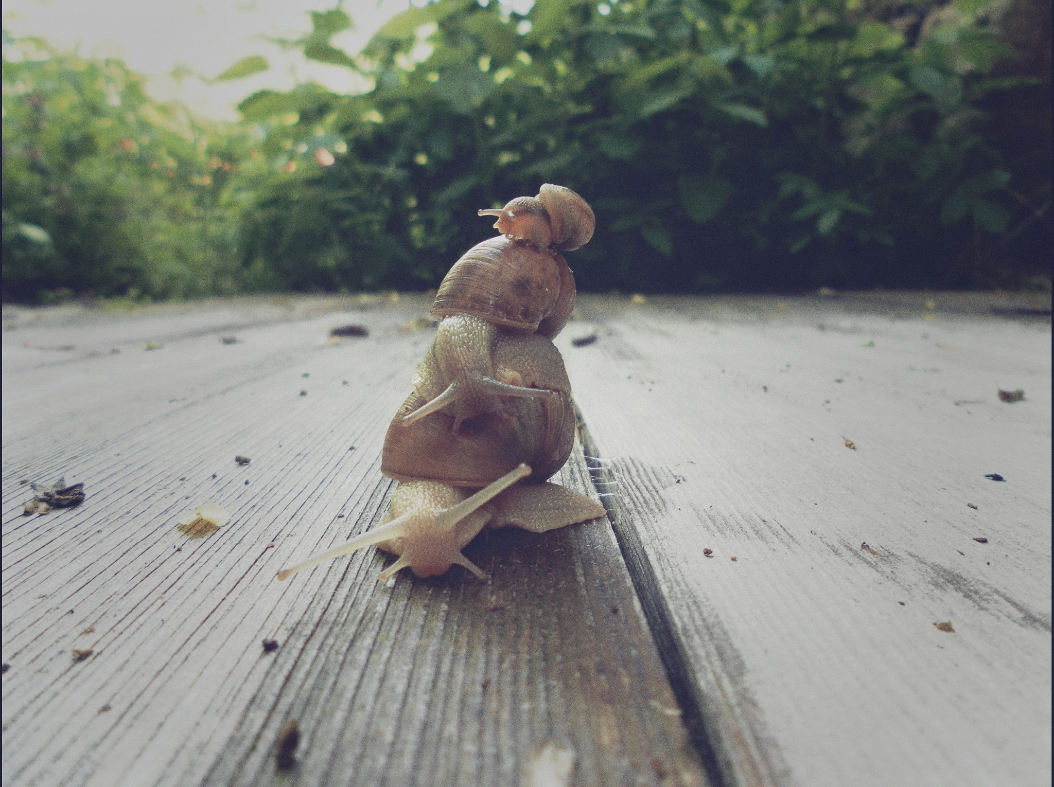 Samsung ST60 / VLUU ST60 /  TL105 /  ST61 sample photo. The litle snails family photography