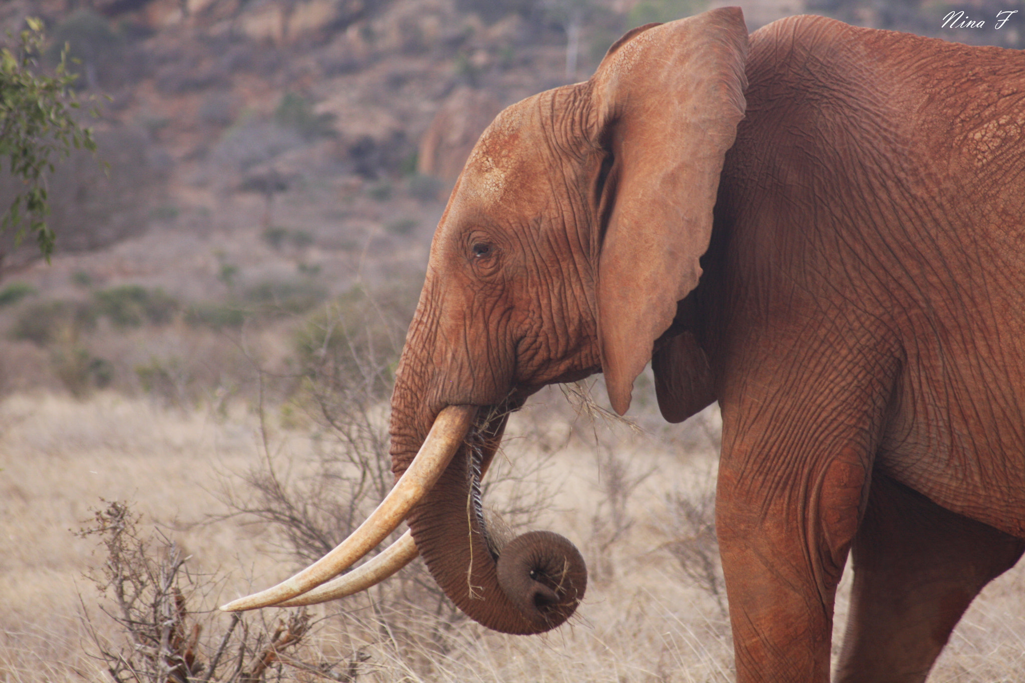 Canon EF 55-200mm F4.5-5.6 II USM sample photo. Red elephant photography