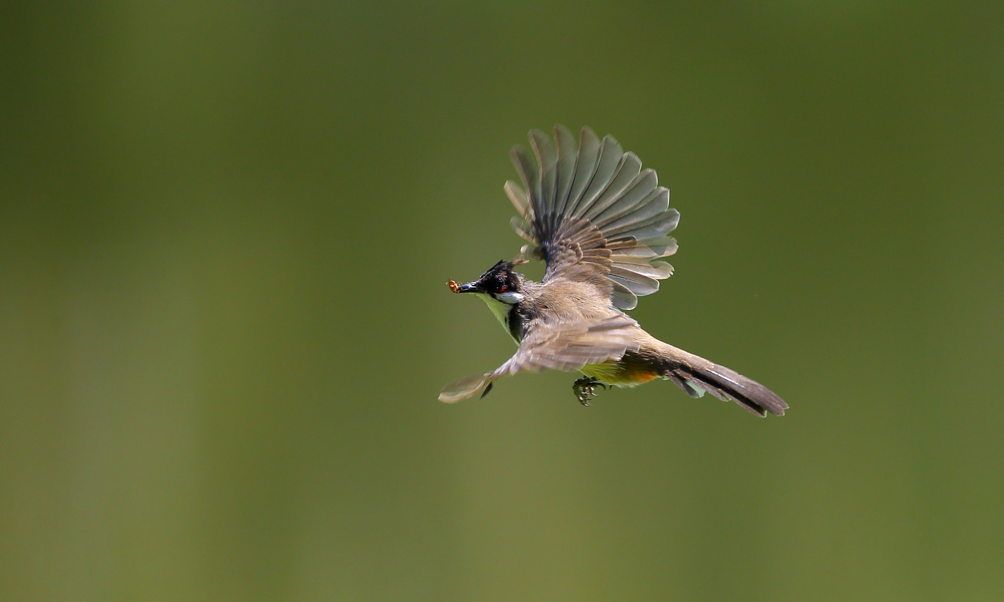 Canon EF 300mm F2.8L IS II USM sample photo. Pycnonotus jocosus photography