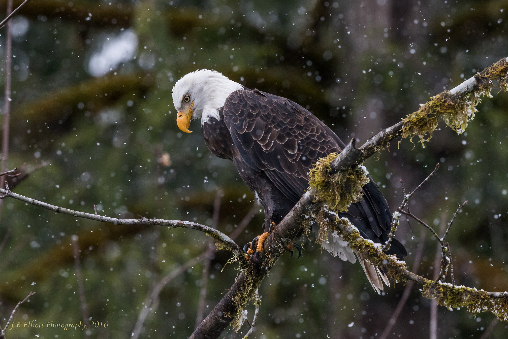 Canon EF 500mm F4L IS II USM sample photo. Eagle, cold snowy day photography