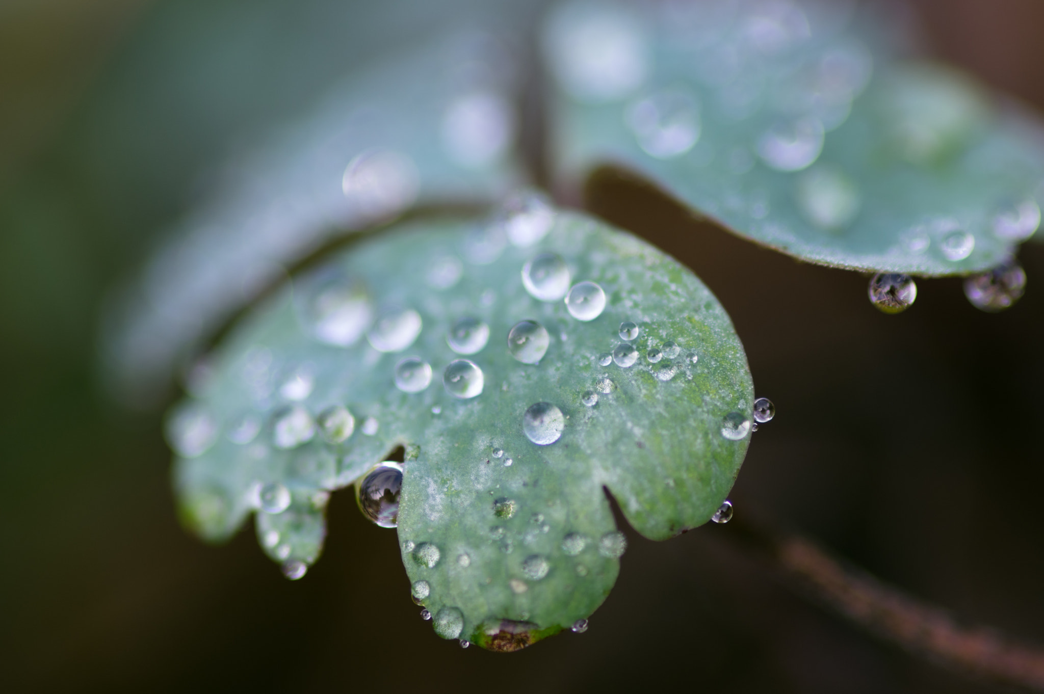 Pentax smc D-FA 100mm F2.8 Macro WR sample photo