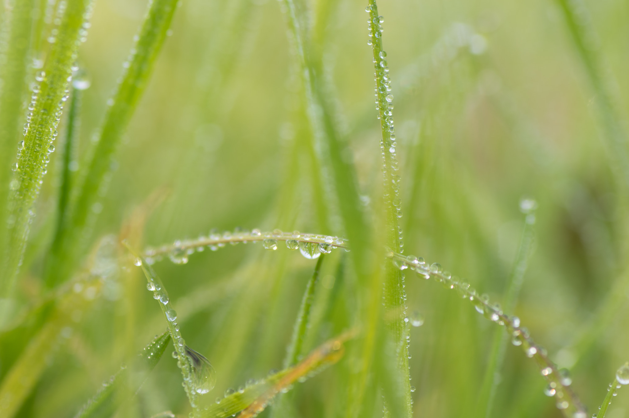 Pentax smc D-FA 100mm F2.8 Macro WR sample photo