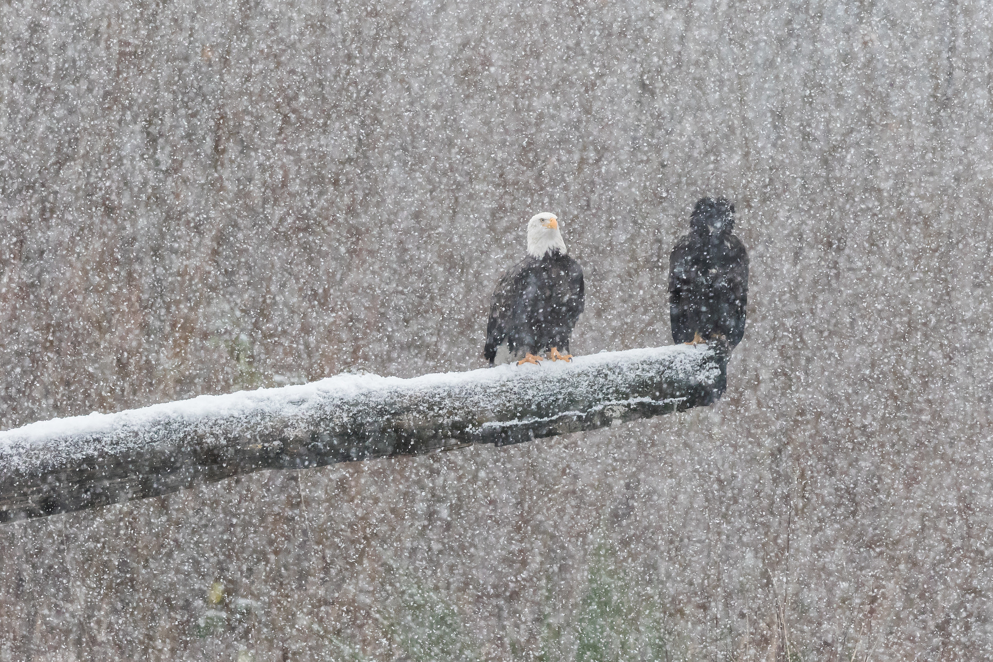 Canon EF 500mm F4L IS II USM sample photo. Snowing like a mofo photography