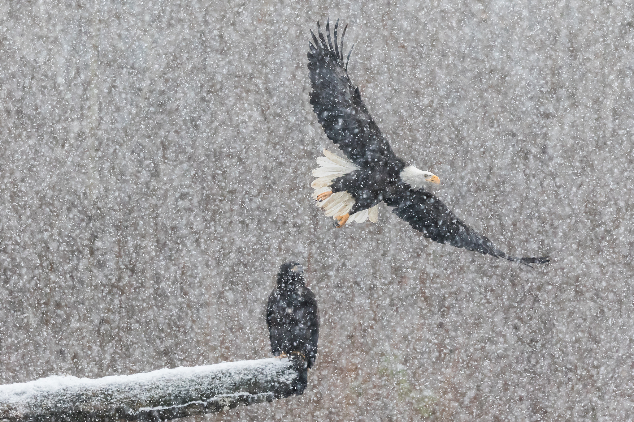 Canon EF 500mm F4L IS II USM sample photo. Snowing like a mofo ii photography