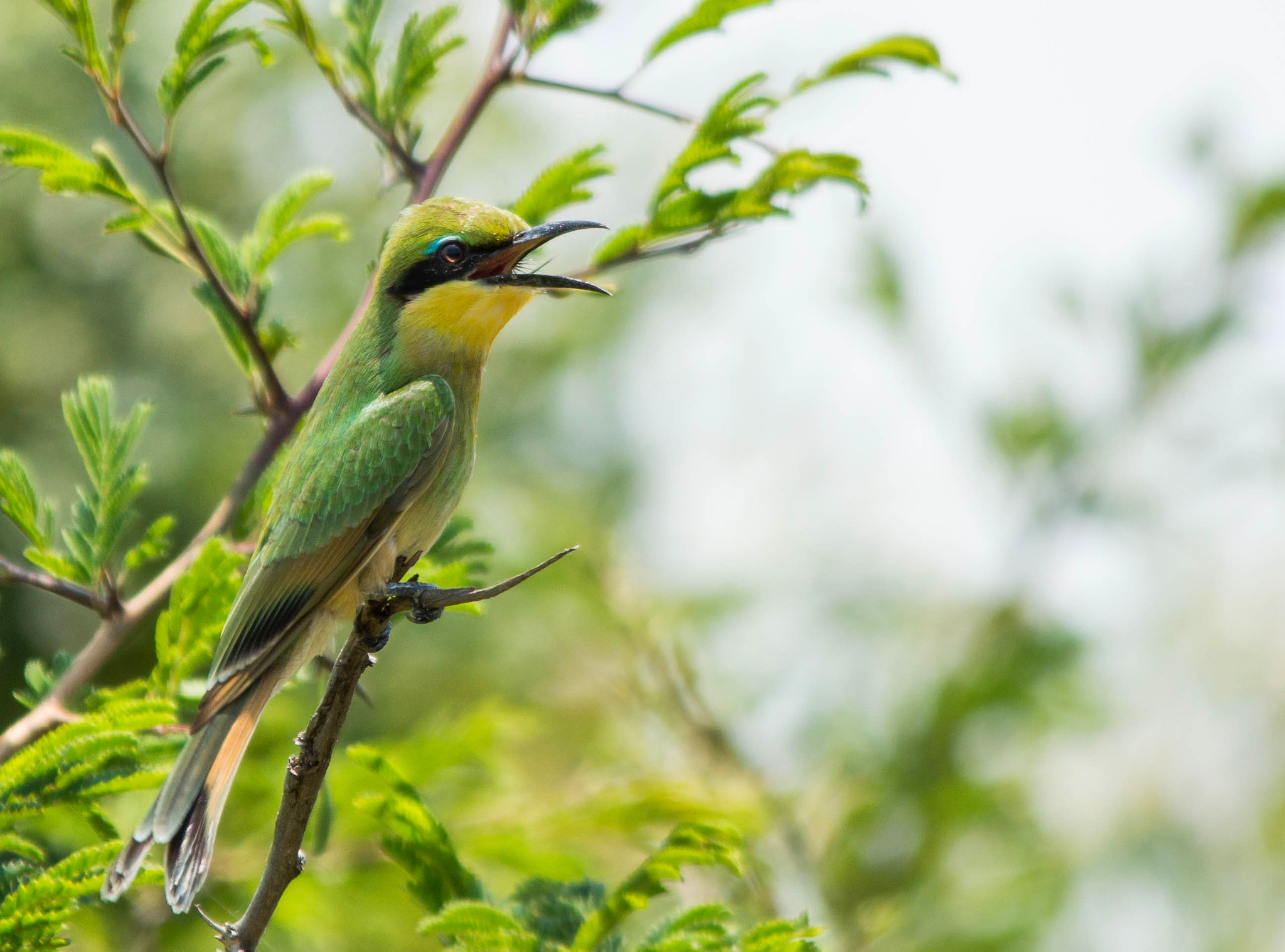 Sigma 150-500mm F5-6.3 DG OS HSM sample photo. Little bee eater photography