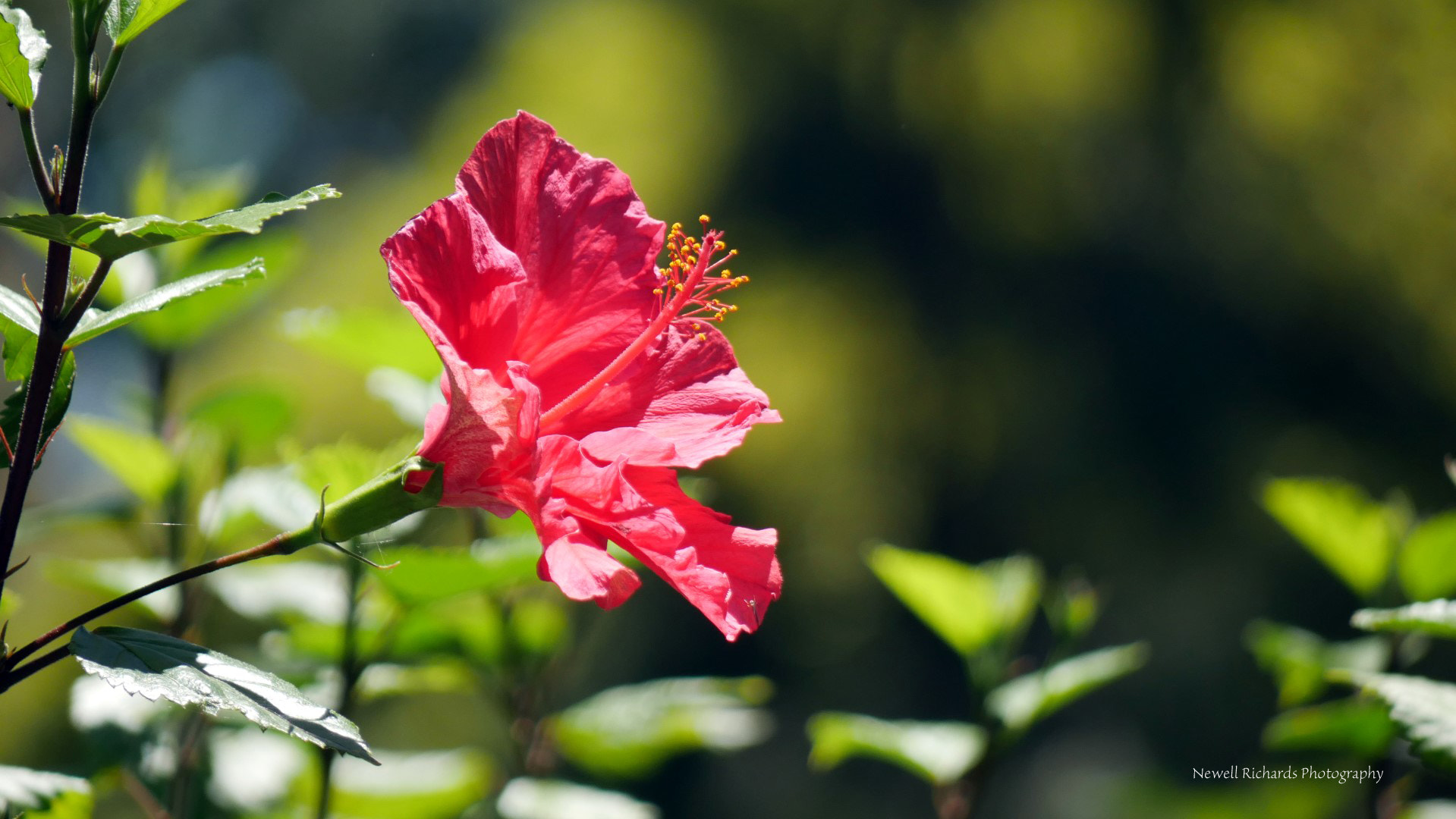 Panasonic Lumix DMC-G7 + Panasonic Lumix G Vario 45-200mm F4-5.6 OIS sample photo. Red hibiscus (large) photography