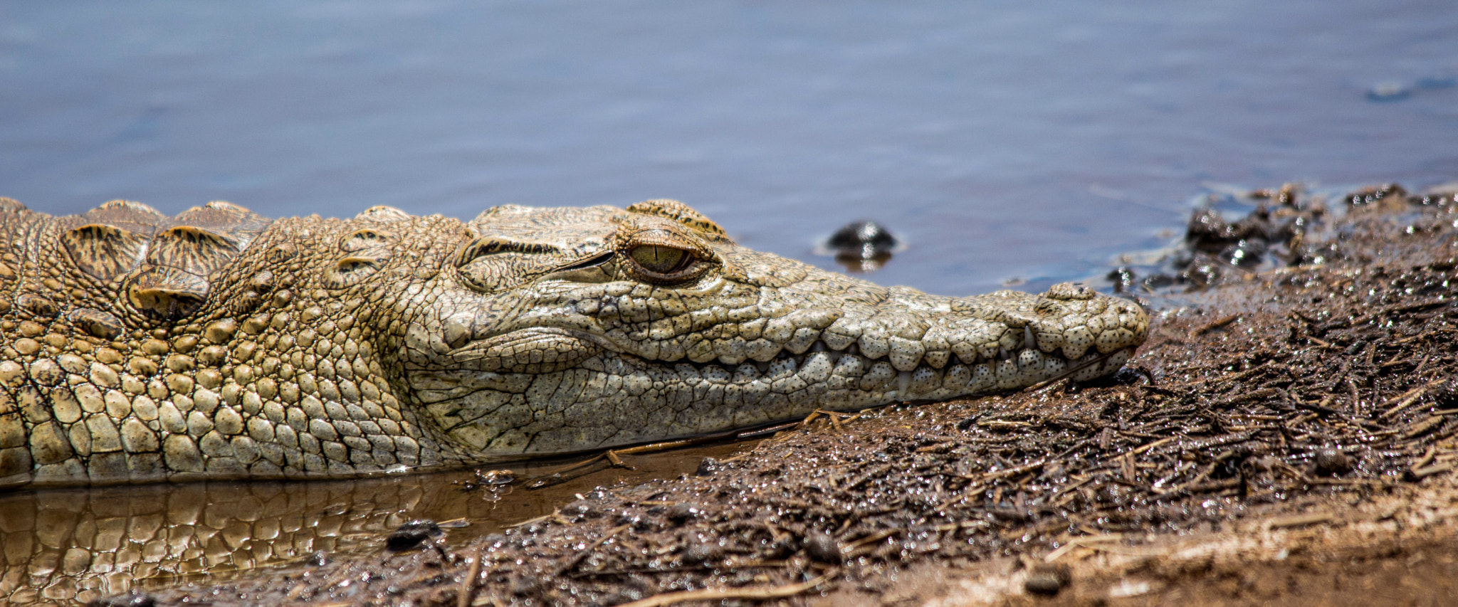 Sigma 150-500mm F5-6.3 DG OS HSM sample photo. Crocodile photography
