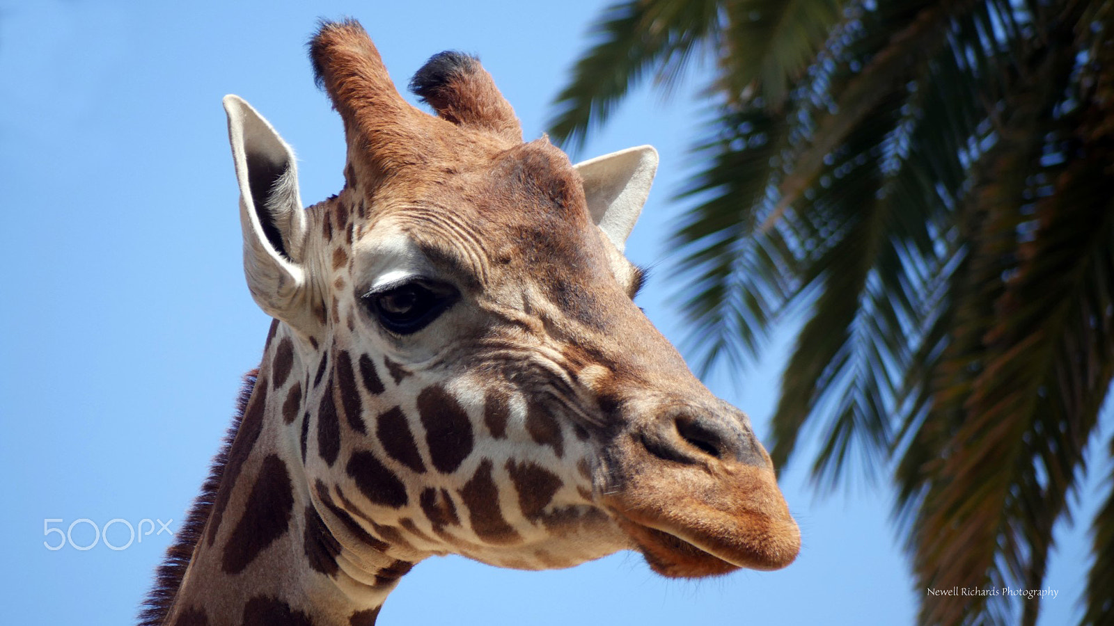 Panasonic Lumix G Vario 45-200mm F4-5.6 OIS sample photo. A walk around the adelaide zoo photography