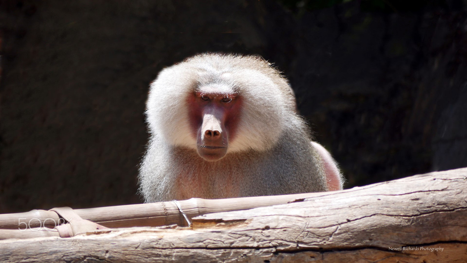 Panasonic Lumix G Vario 45-200mm F4-5.6 OIS sample photo. A walk around the adelaide zoo photography