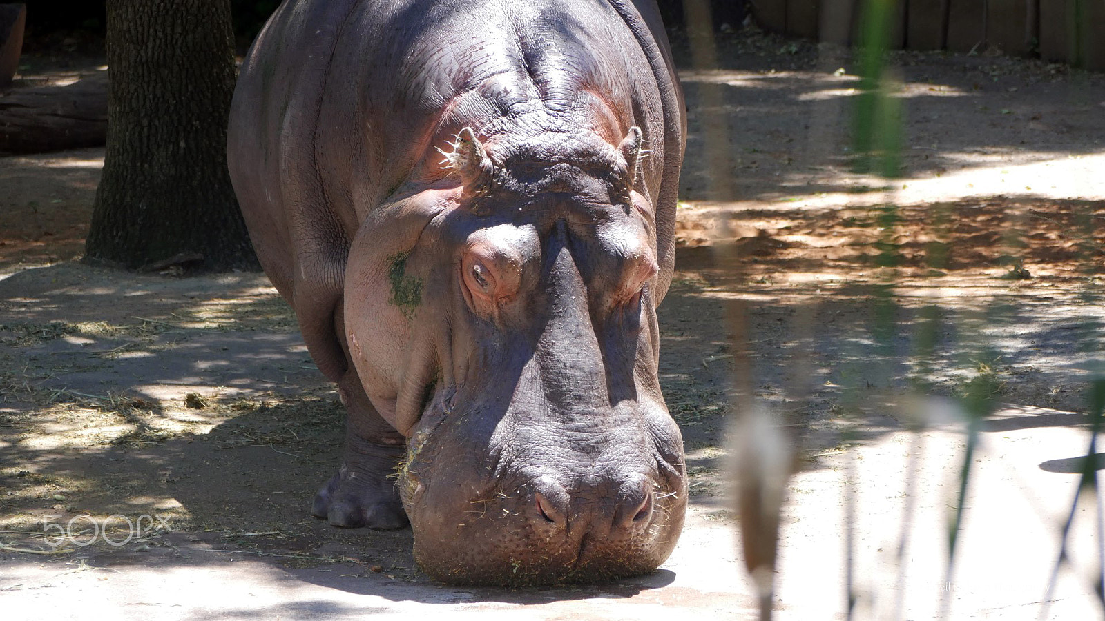 Panasonic Lumix G Vario 45-200mm F4-5.6 OIS sample photo. A walk around the adelaide zoo photography