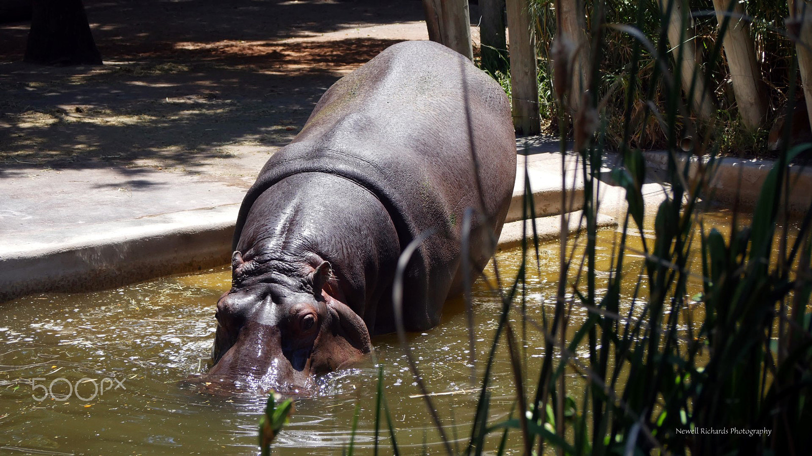 Panasonic Lumix G Vario 45-200mm F4-5.6 OIS sample photo. A walk around the adelaide zoo photography