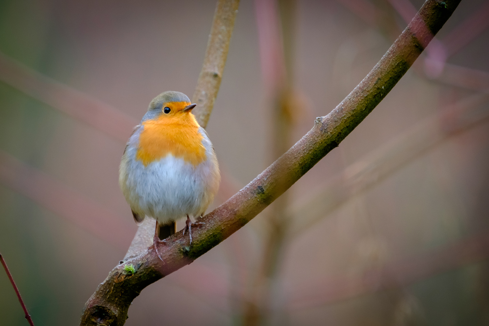 Fujifilm XF 100-400mm F4.5-5.6 R LM OIS WR sample photo. Rouge gorge photography