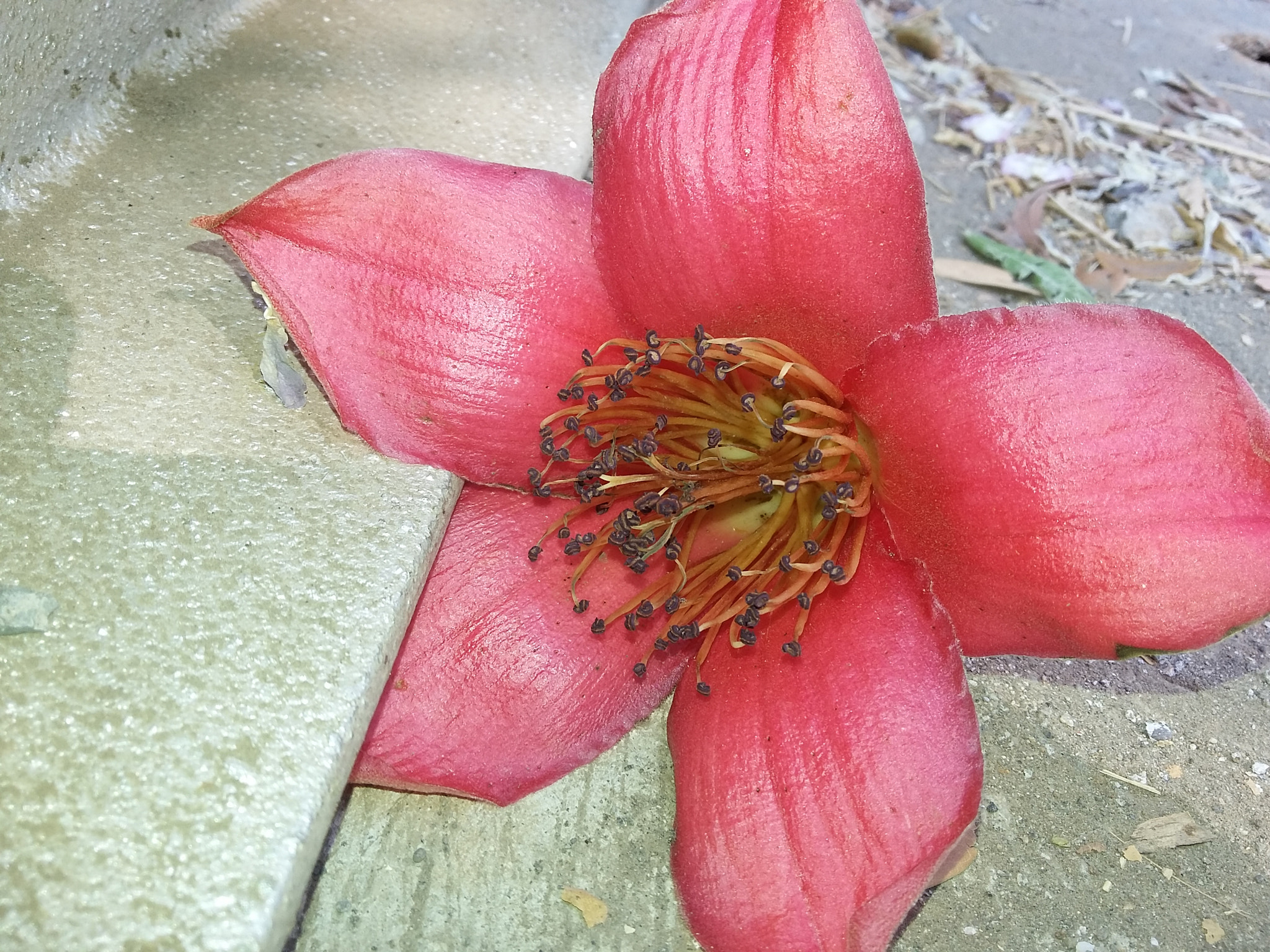Samsung Galaxy E5 sample photo. Flora!  photography