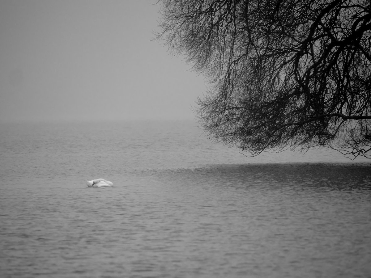 Olympus OM-D E-M5 II + LEICA DG 100-400/F4.0-6.3 sample photo. Sleeping swan photography