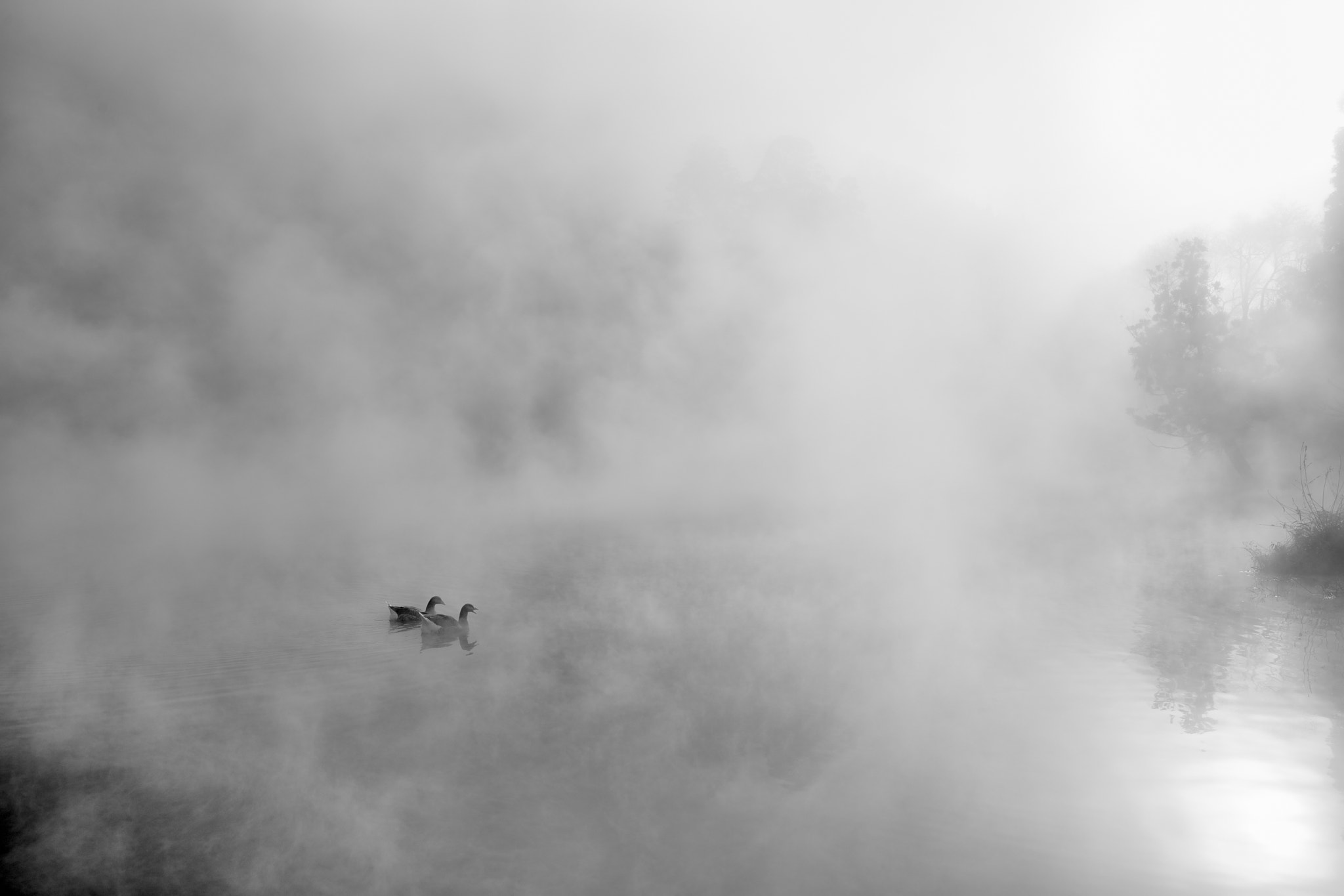 Canon EF 16-35mm F2.8L III USM sample photo. Foggy morning photography
