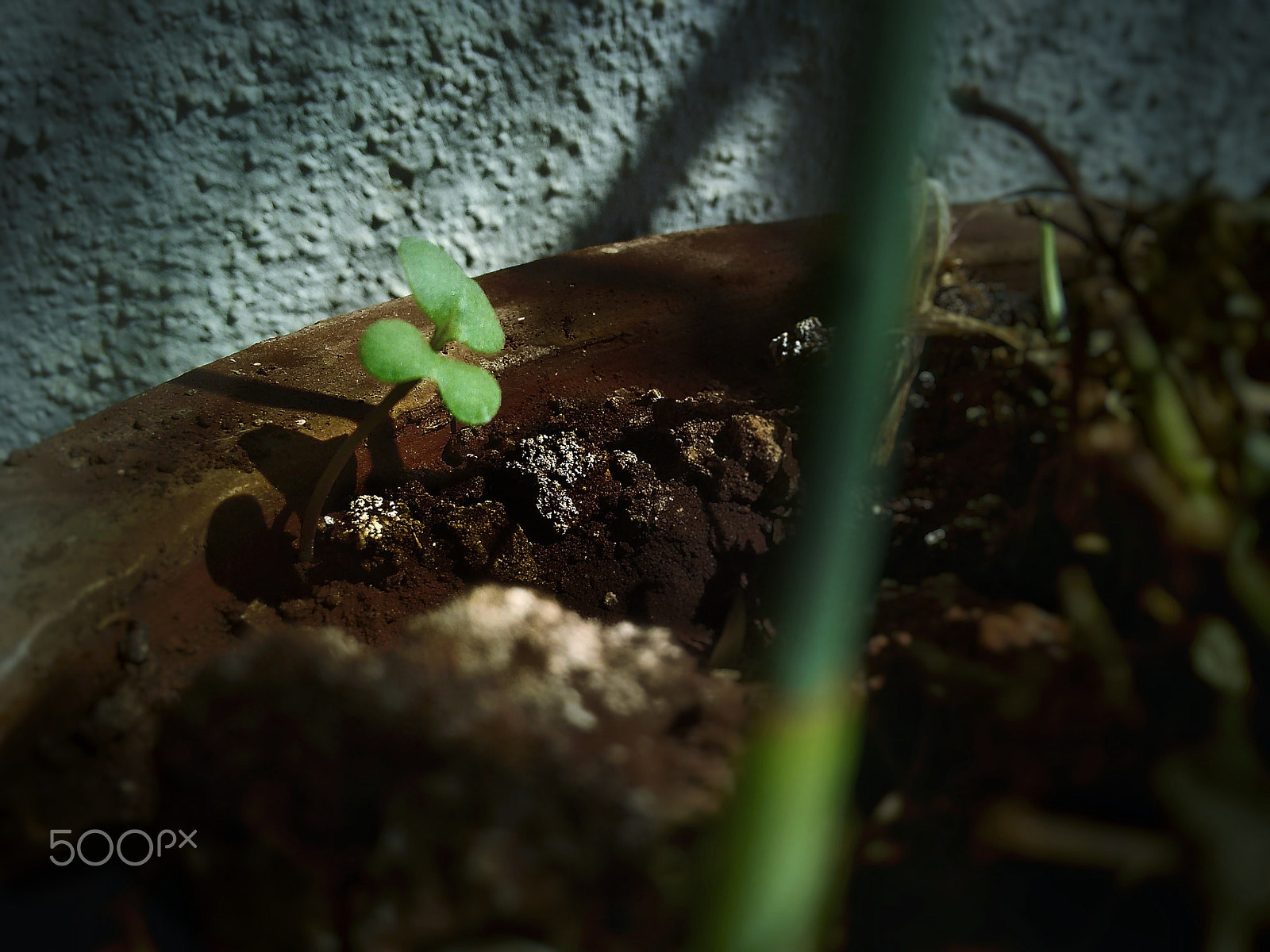 Motorola Moto G 2014 sample photo. Aspiring to grow - just like me photography