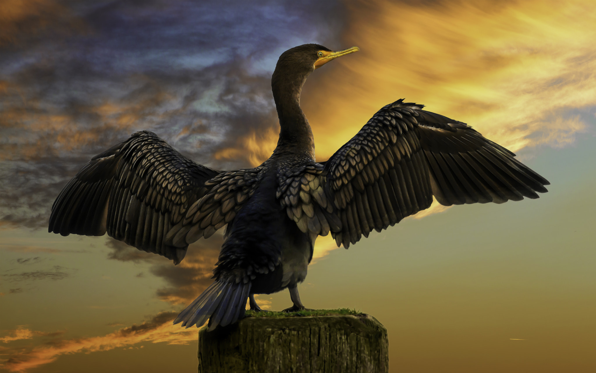 Nikon AF-S Nikkor 300mm F4D ED-IF sample photo. Cormorant photography
